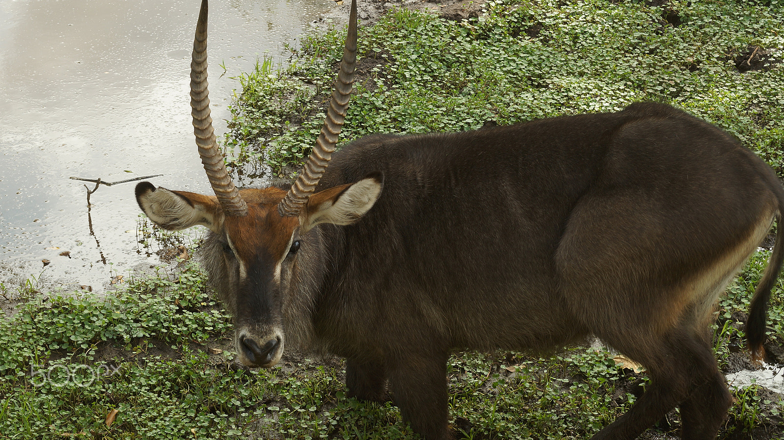 Sony SLT-A57 sample photo. Tanzania's beauties photography