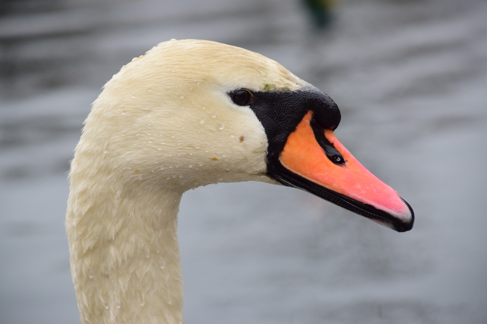 Nikon D5300 sample photo. Portrait of a mute swan photography