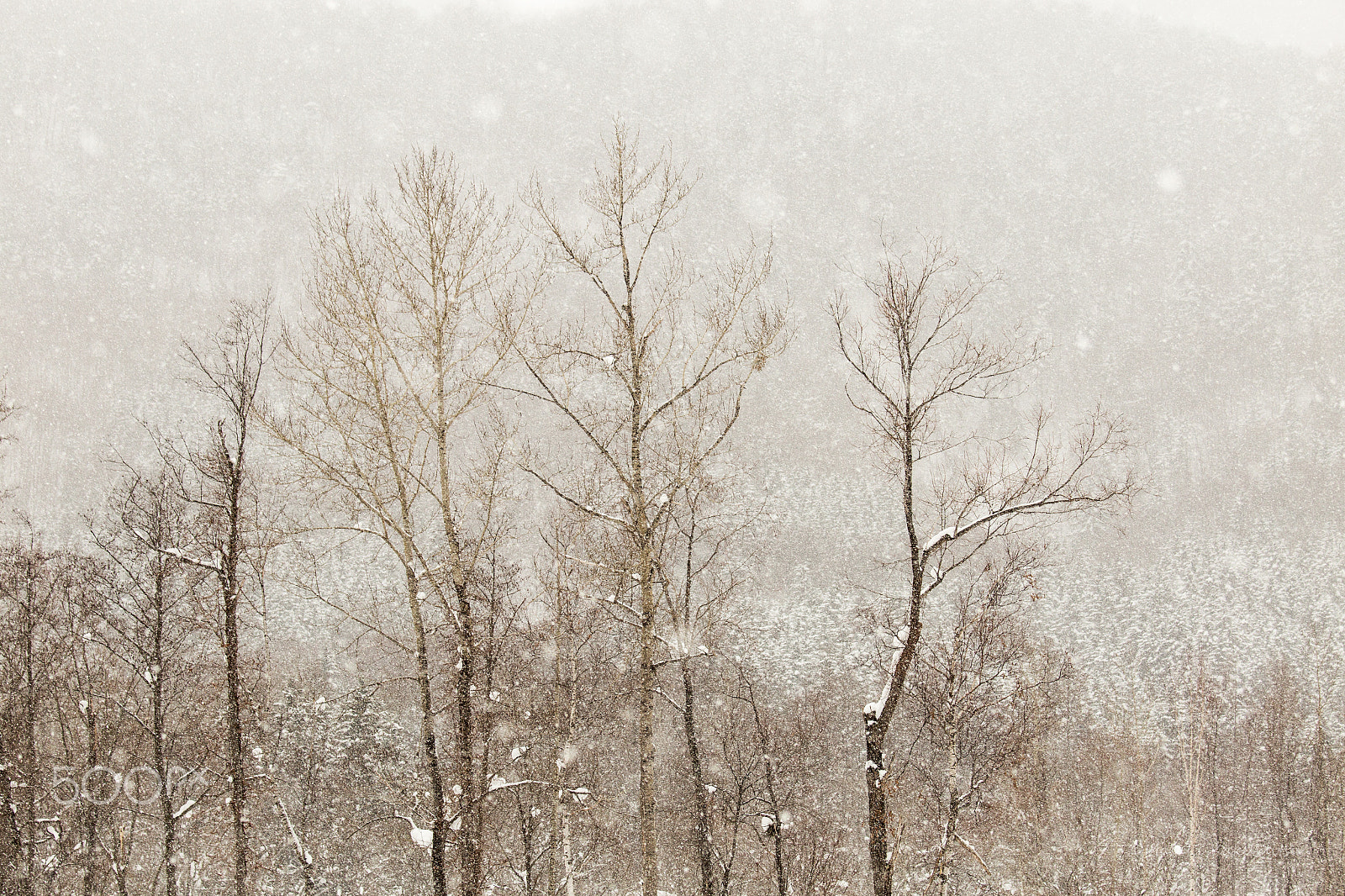 Canon EF 70-200mm F4L IS USM sample photo. Winter recipes photography
