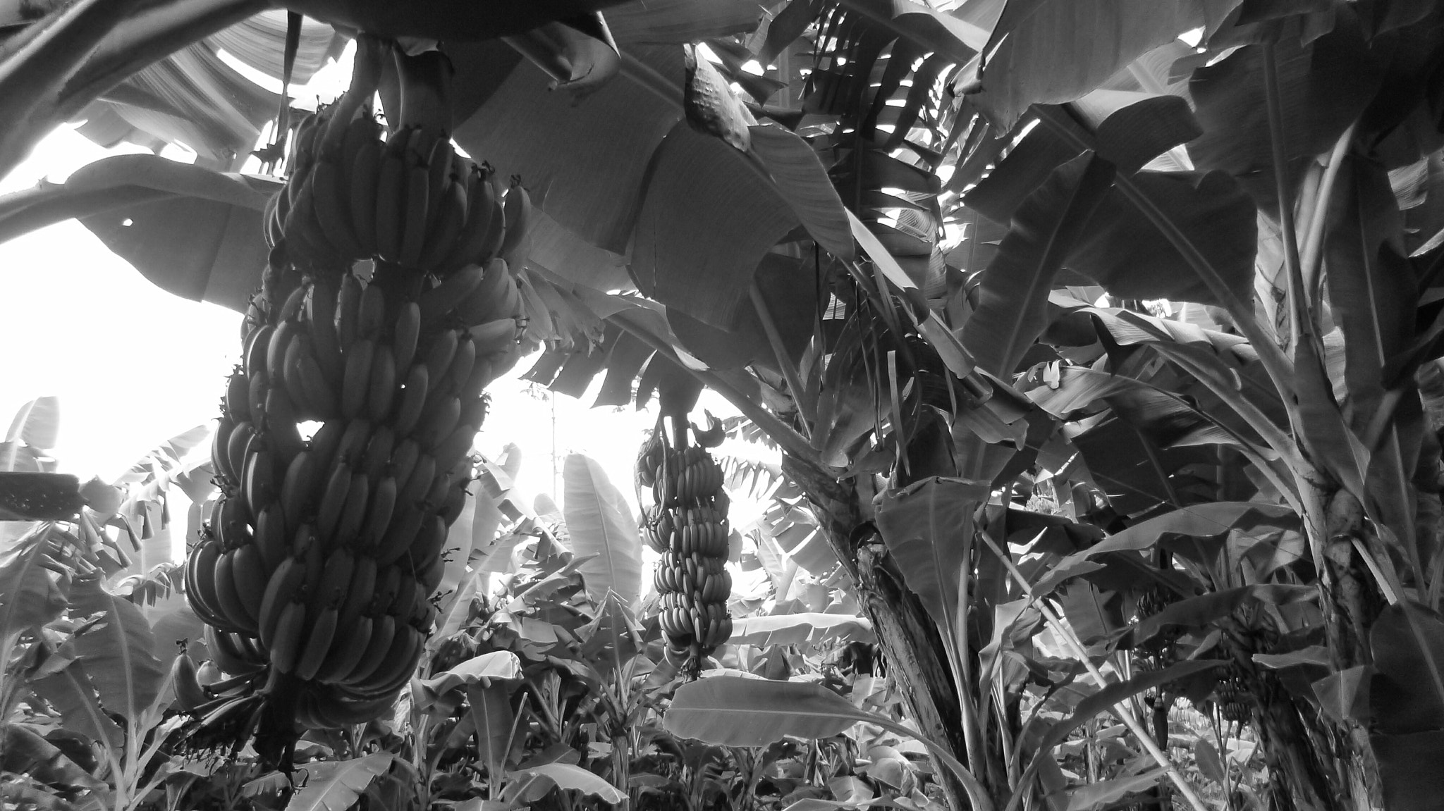 Panasonic DMC-FX80 sample photo. Banana tree photography