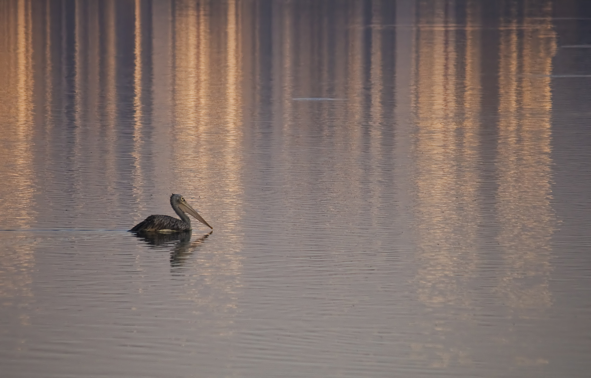 Canon EF-S 55-250mm F4-5.6 IS sample photo. Img photography