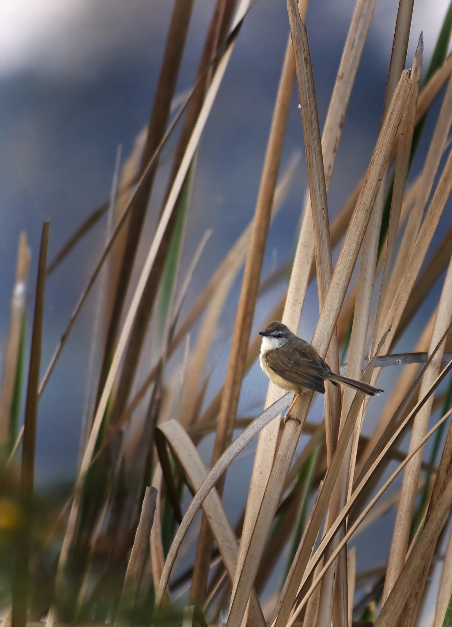 Canon EF-S 55-250mm F4-5.6 IS sample photo. Img photography