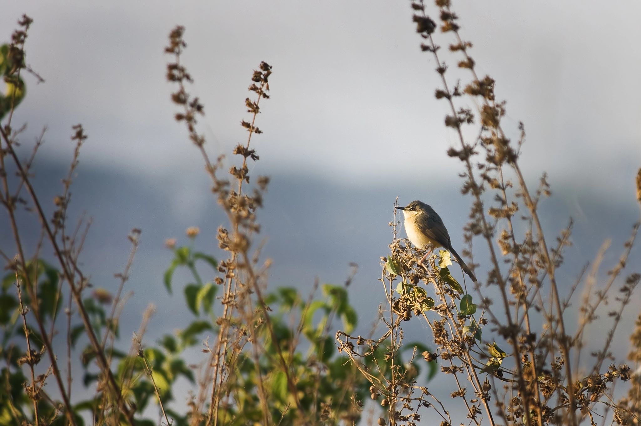 Canon EF-S 55-250mm F4-5.6 IS sample photo. Img photography