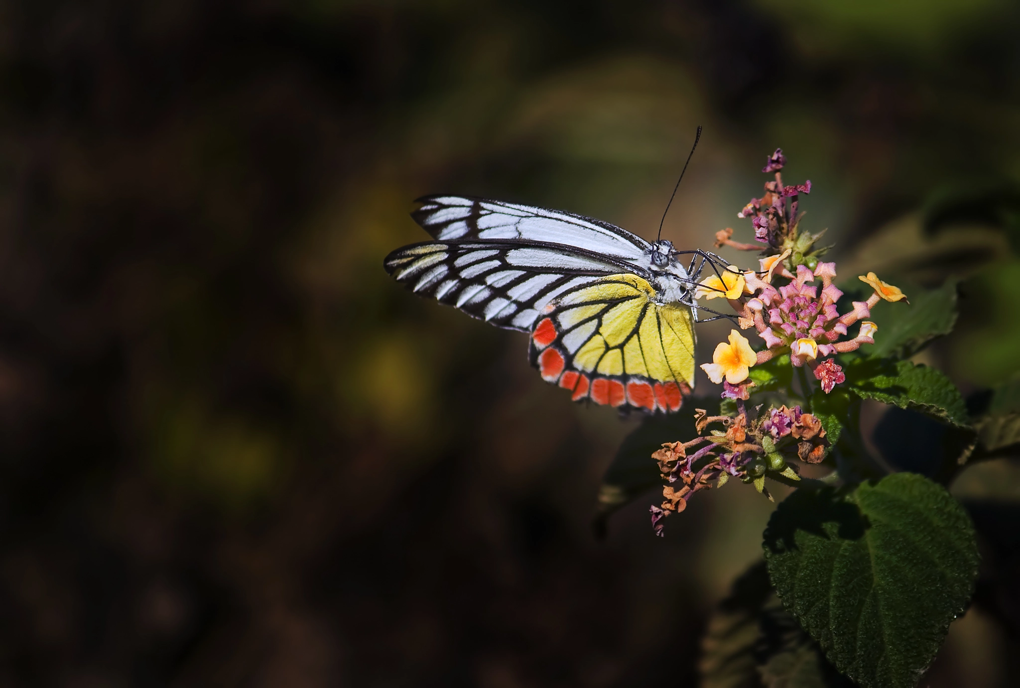 Canon EF-S 55-250mm F4-5.6 IS sample photo. Img photography