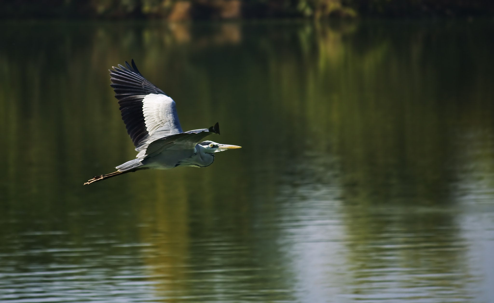 Canon EF-S 55-250mm F4-5.6 IS sample photo. Img photography