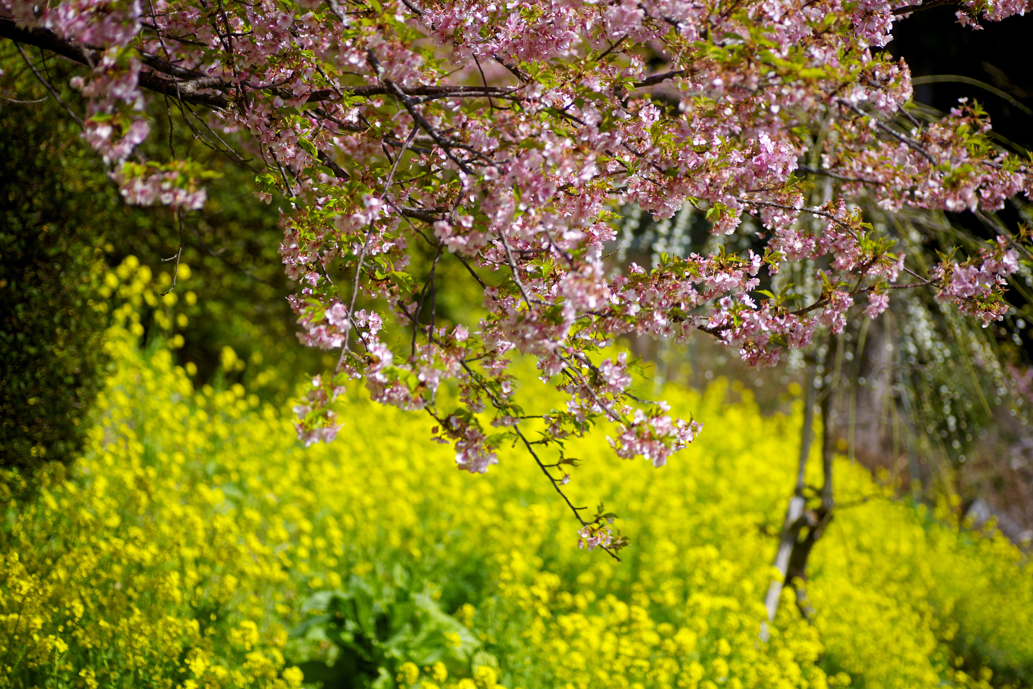 Pentax K-1 + Tamron SP AF 90mm F2.8 Di Macro sample photo. Pink and yellow photography