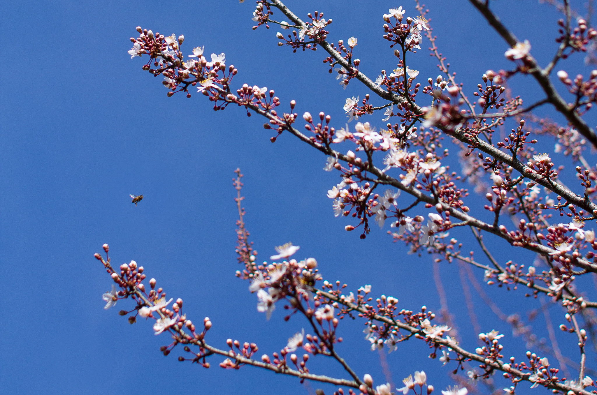 Canon EOS 1100D (EOS Rebel T3 / EOS Kiss X50) + Canon EF 28mm F1.8 USM sample photo. Spring is around the corner ! photography