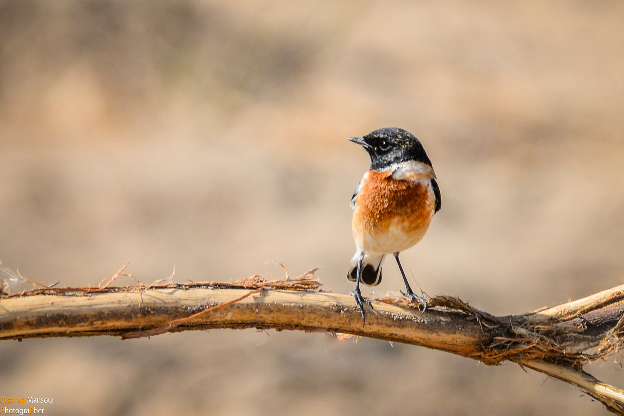 Nikon D610 sample photo. Common stonechat bird photography