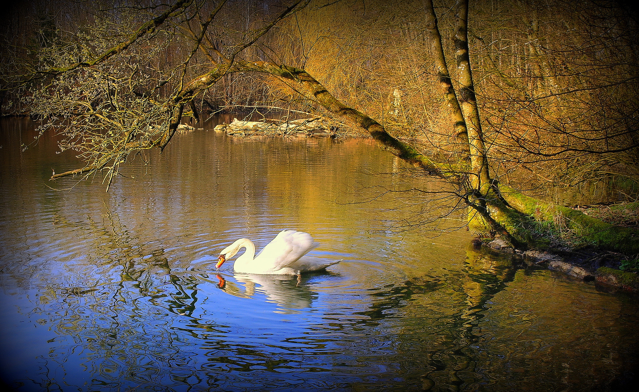 Samsung NX10 sample photo. Schwan im bogen der natur photography