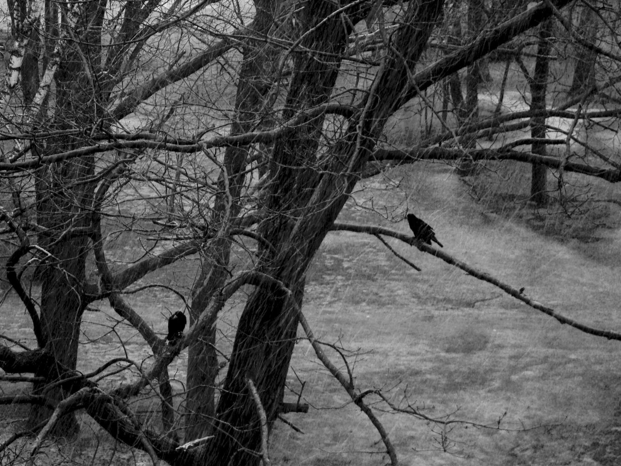 Sony DSC-W200 sample photo. Crow under the snow photography