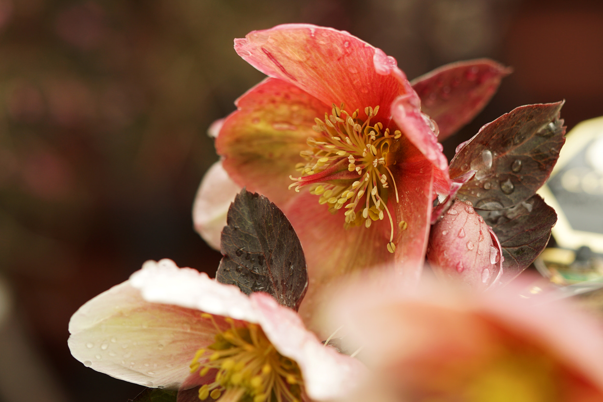 Sony a6000 + Sony FE 90mm F2.8 Macro G OSS sample photo. Helleborus photography