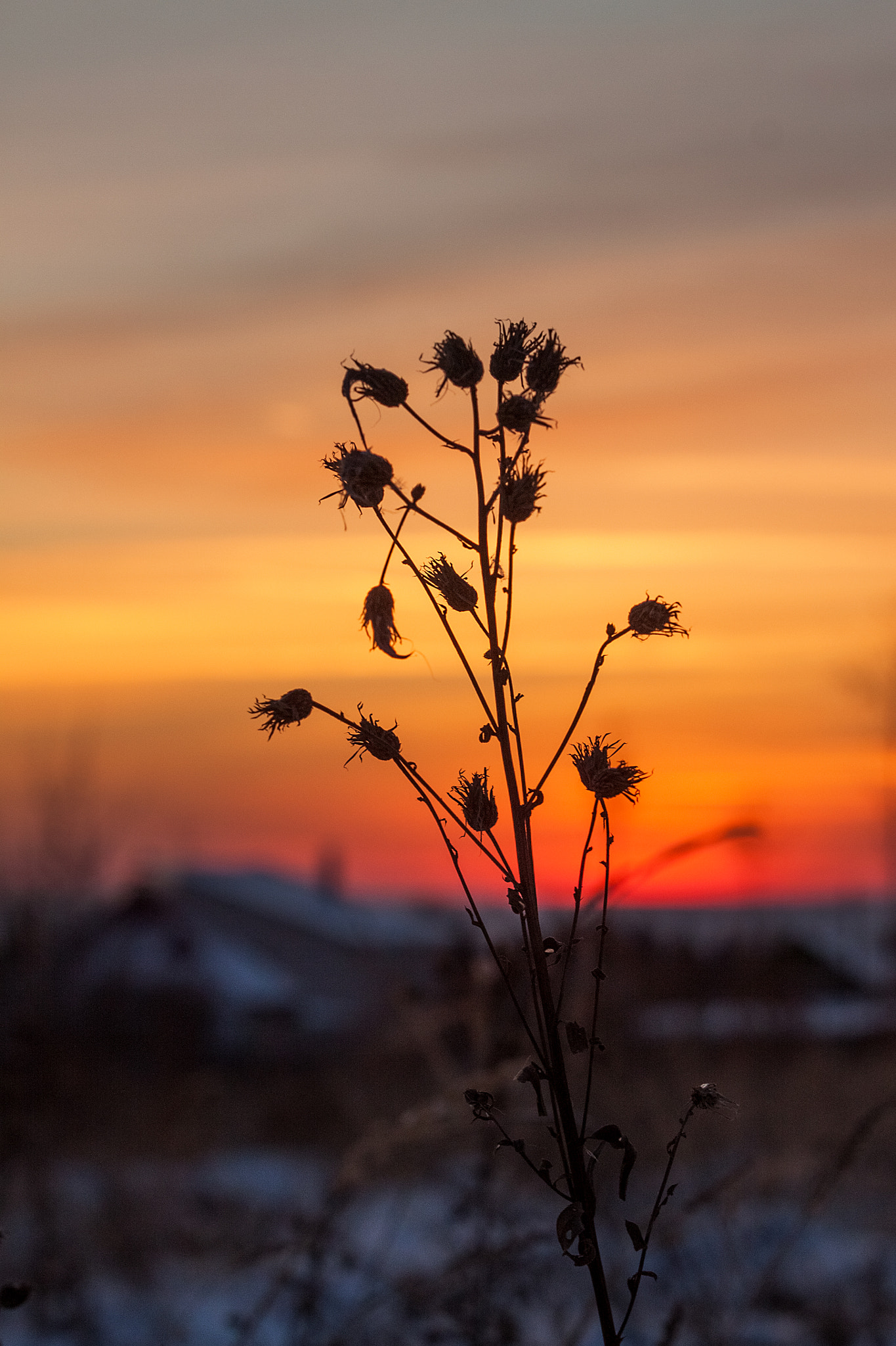 Canon EF 70-200mm F2.8L USM sample photo. The thistle flower against the sunset background photography