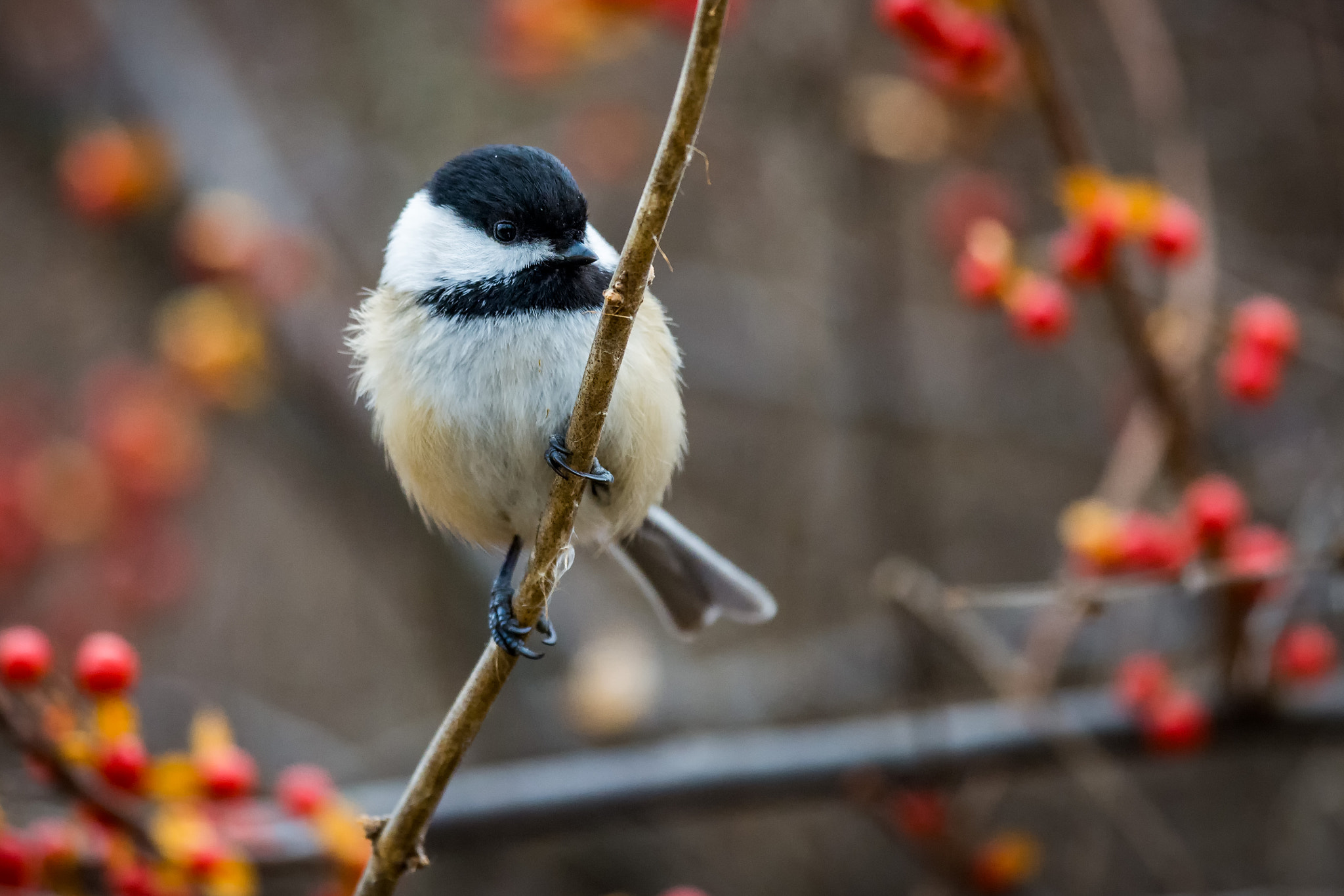 Nikon Nikkor AF-S 300mm F4E PF ED VR sample photo. Chickadee photography