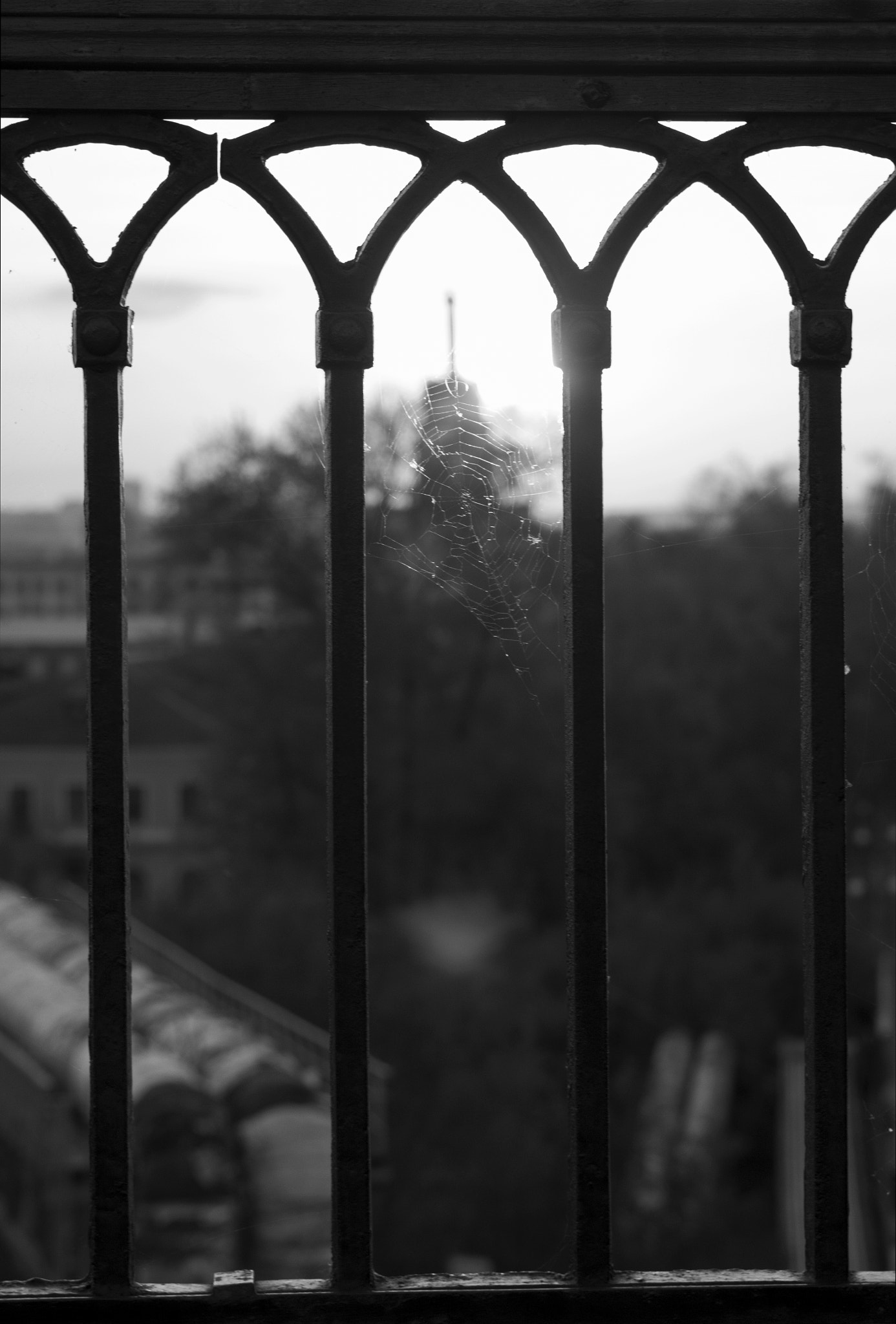 Canon EOS 50D sample photo. Spiderweb photography