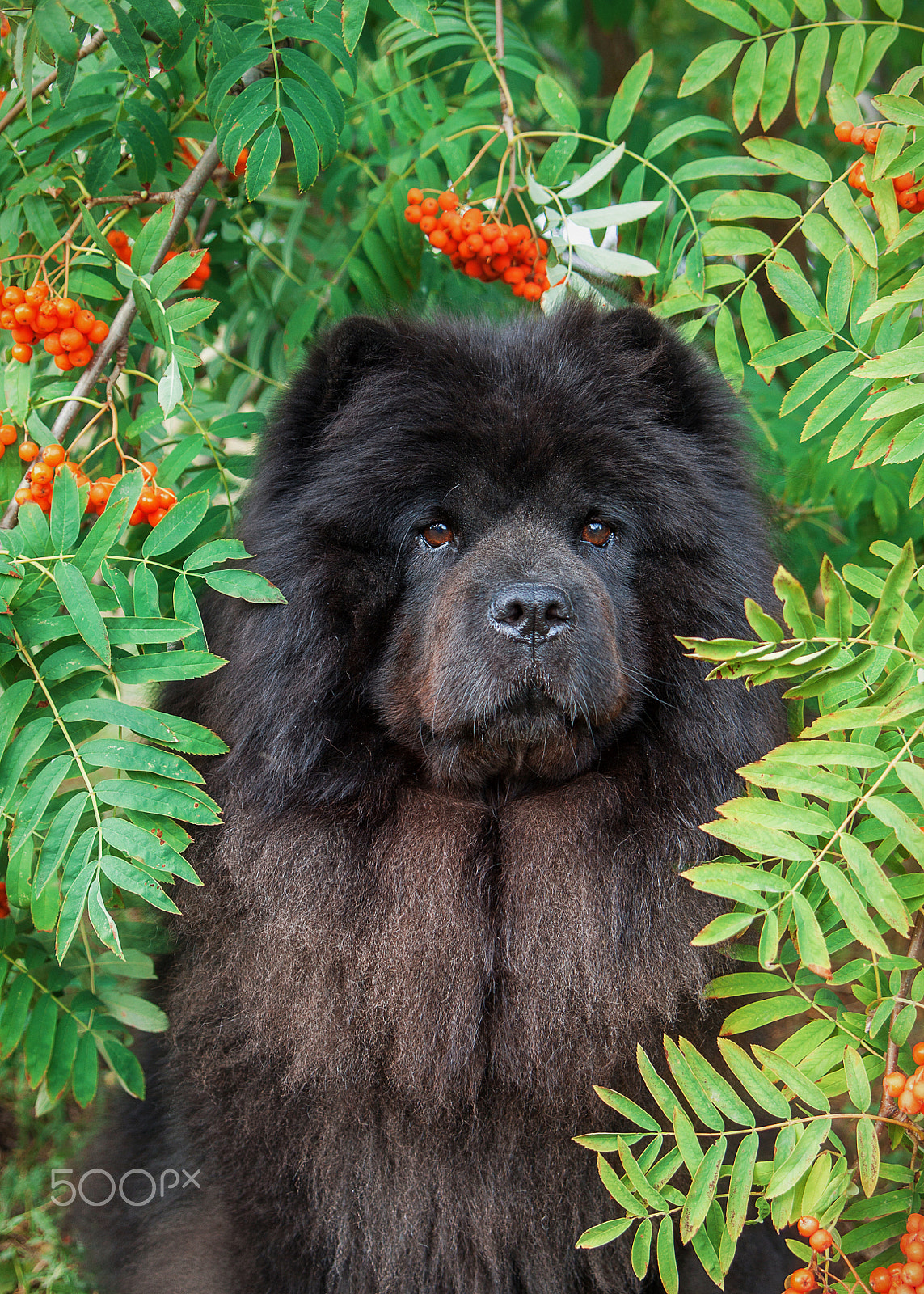Canon EOS 50D sample photo. Chow chow kira photography