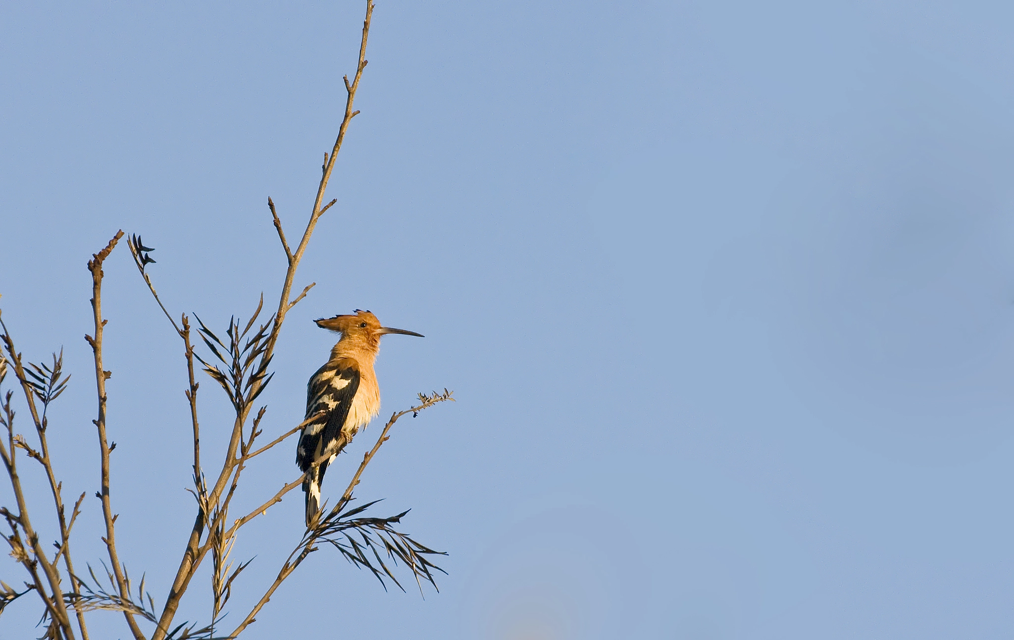 Canon EOS 1000D (EOS Digital Rebel XS / EOS Kiss F) + Canon EF 100-400mm F4.5-5.6L IS USM sample photo. Hoopoe photography