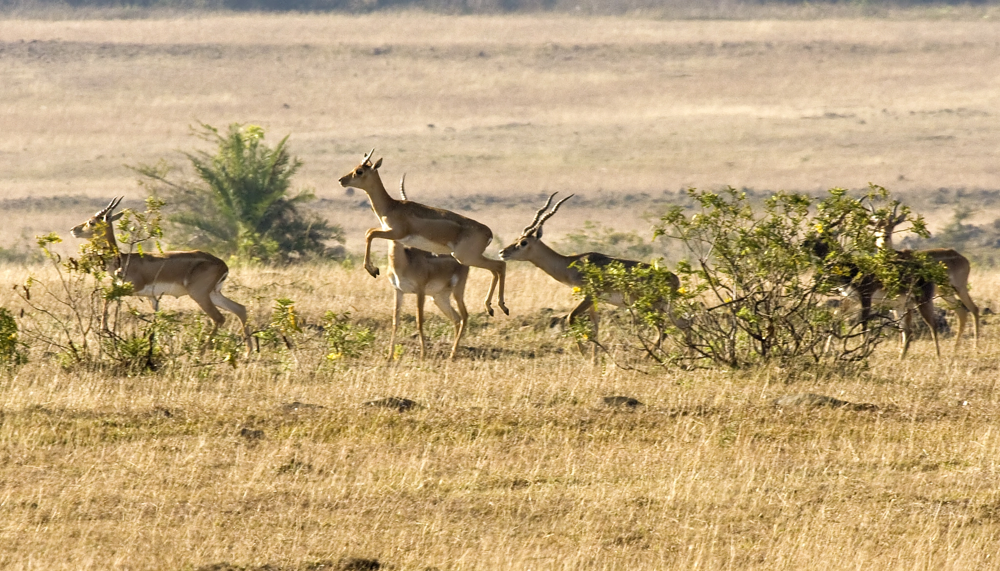 Canon EOS 1000D (EOS Digital Rebel XS / EOS Kiss F) + Canon EF 100-400mm F4.5-5.6L IS USM sample photo. Black buck photography