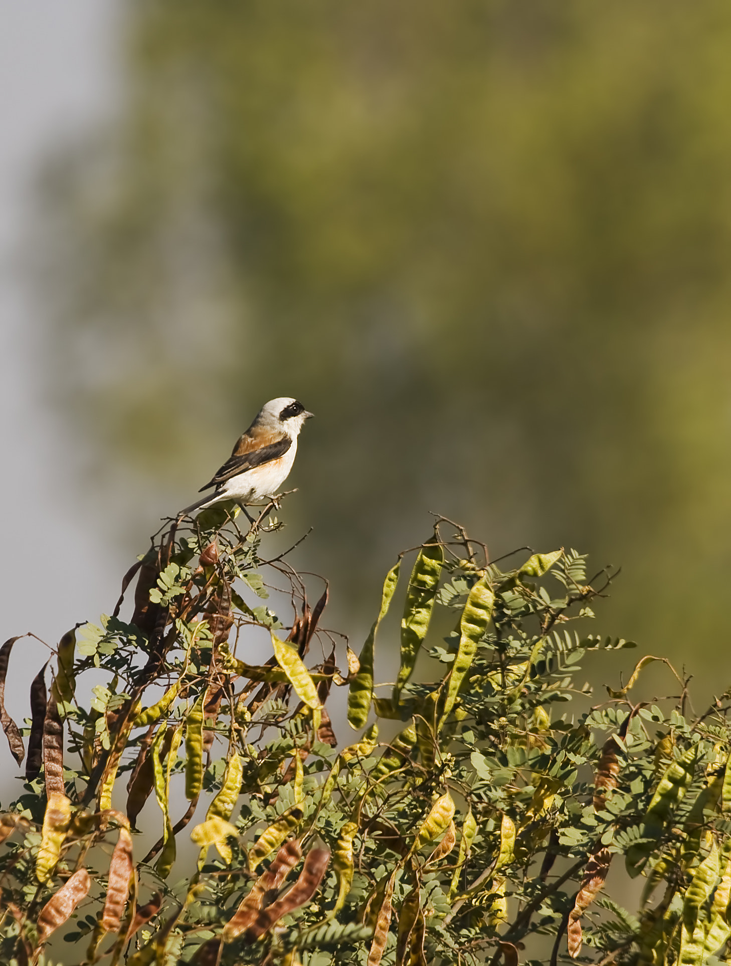 Canon EOS 1000D (EOS Digital Rebel XS / EOS Kiss F) + Canon EF 100-400mm F4.5-5.6L IS USM sample photo. Brown shrike photography