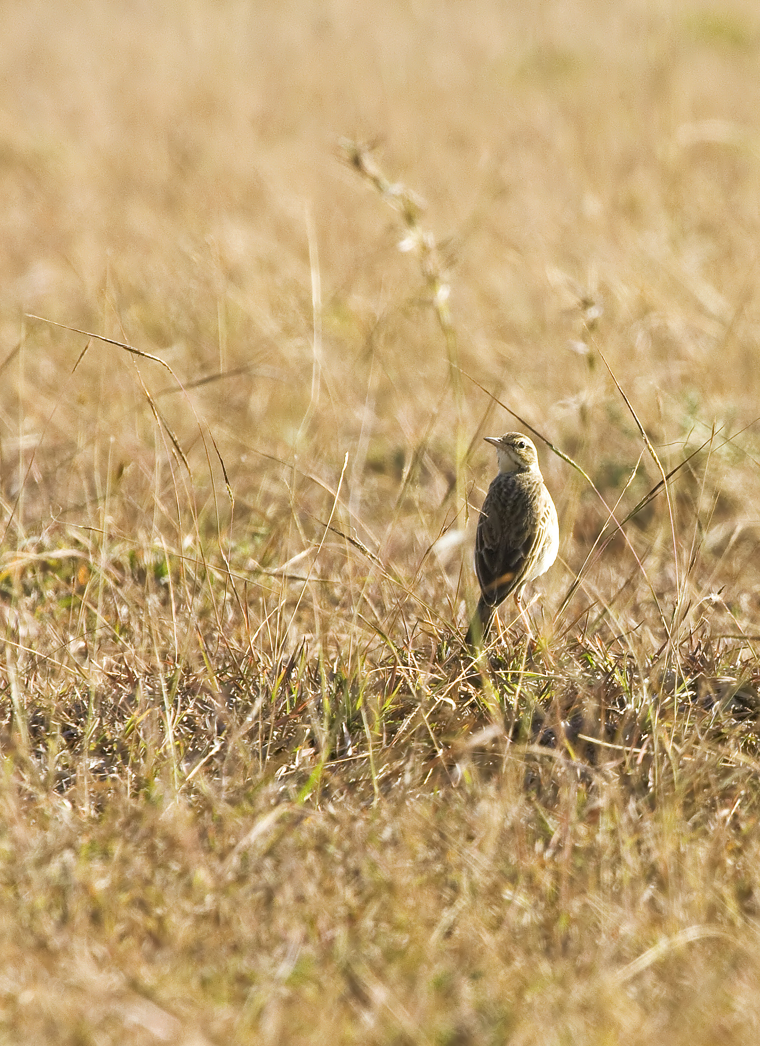 Canon EOS 1000D (EOS Digital Rebel XS / EOS Kiss F) + Canon EF 100-400mm F4.5-5.6L IS USM sample photo. Paddyfield pipit photography