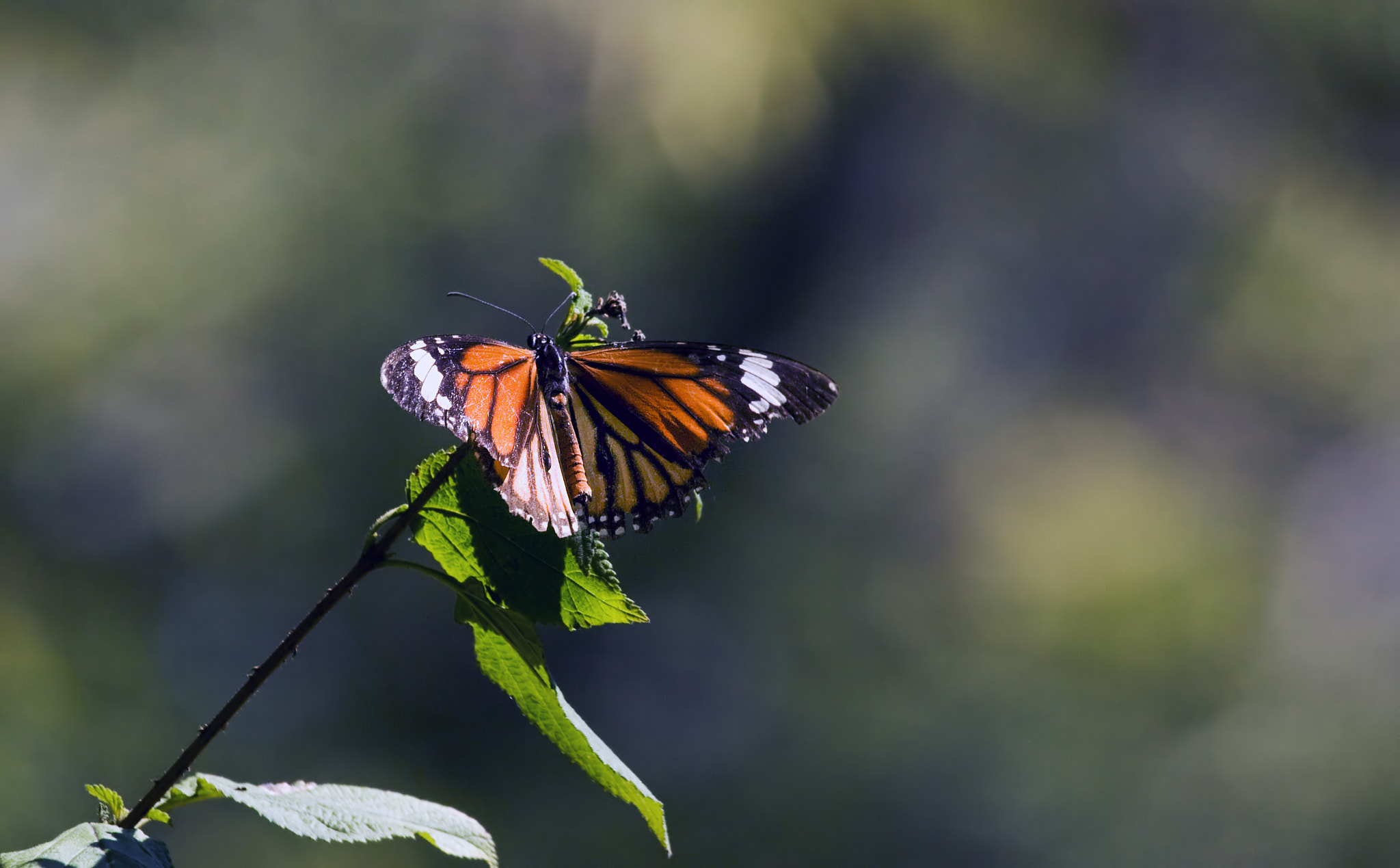 Canon EF 100-400mm F4.5-5.6L IS USM sample photo. Common tiger butterfly photography