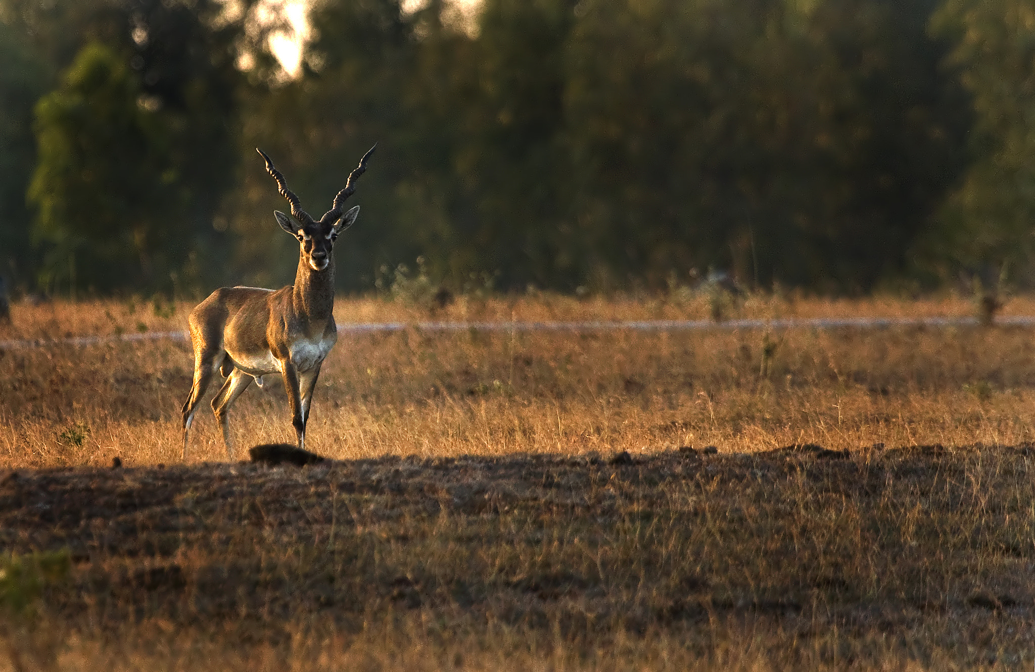 Canon EOS 1000D (EOS Digital Rebel XS / EOS Kiss F) sample photo. Black buck photography