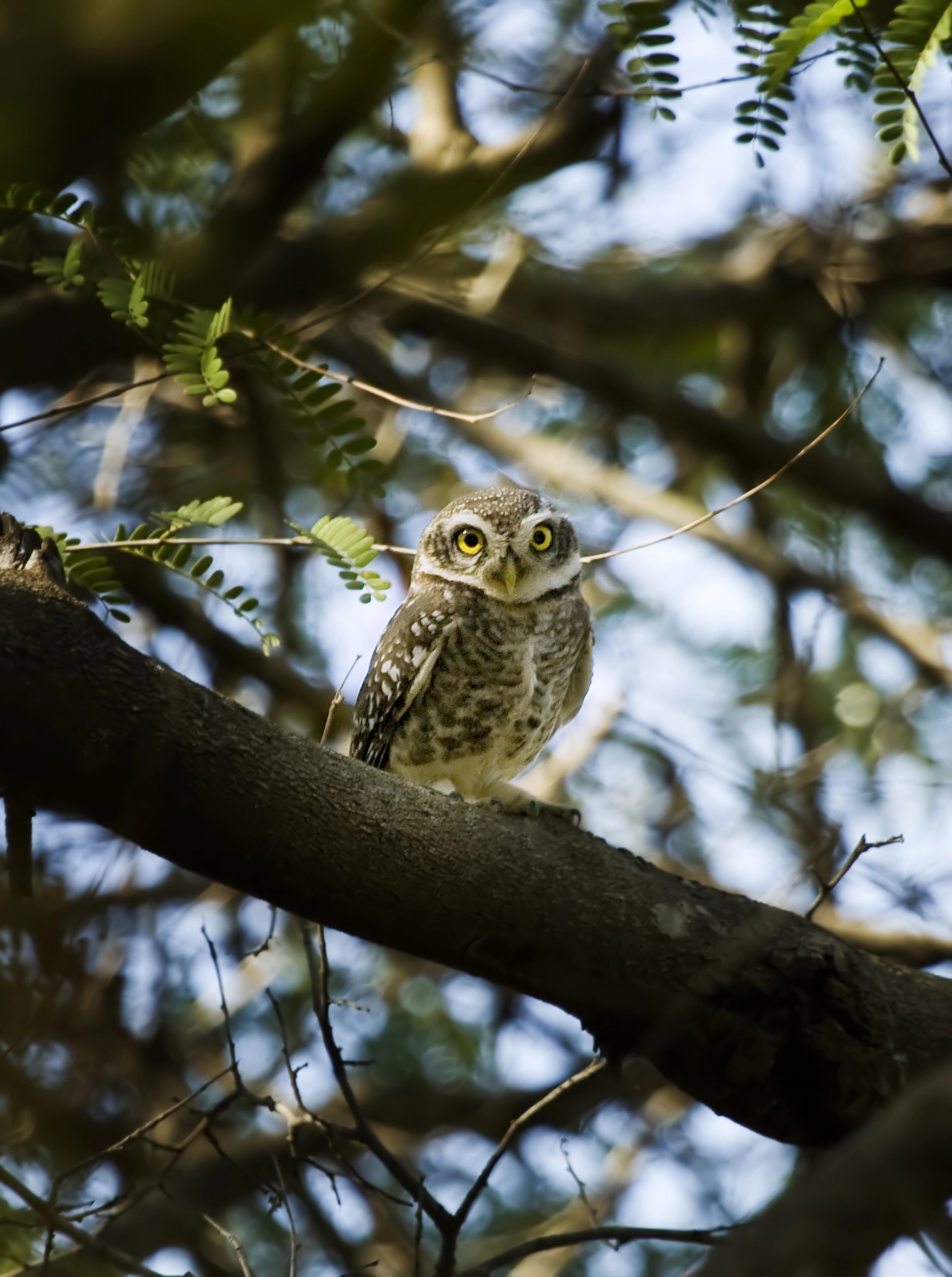 Canon EOS 1000D (EOS Digital Rebel XS / EOS Kiss F) + Canon EF 100-400mm F4.5-5.6L IS USM sample photo. Spotted owl photography