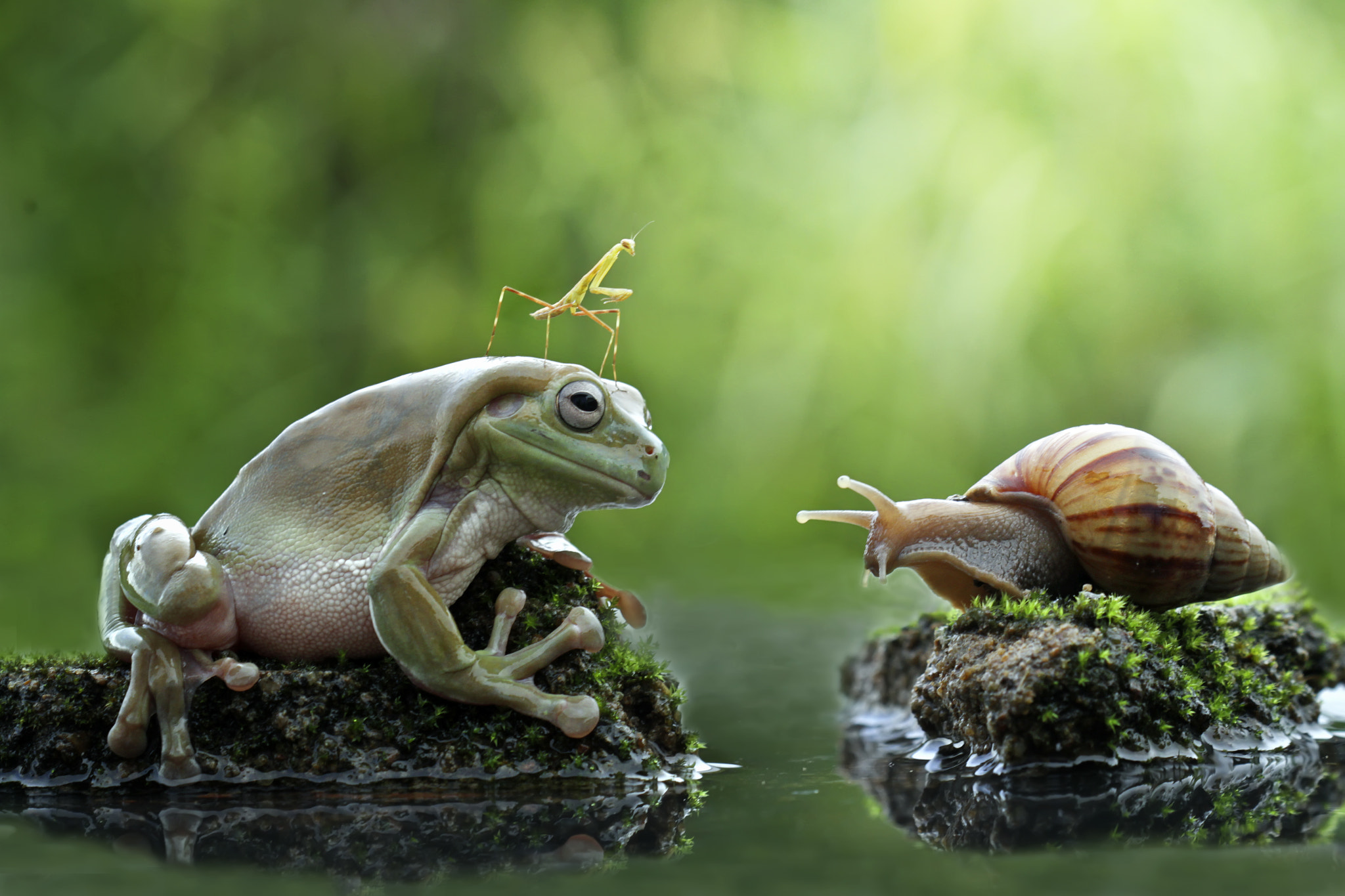 Canon EOS 7D + Canon EF 100mm F2.8 Macro USM sample photo. Frog and two friend photography