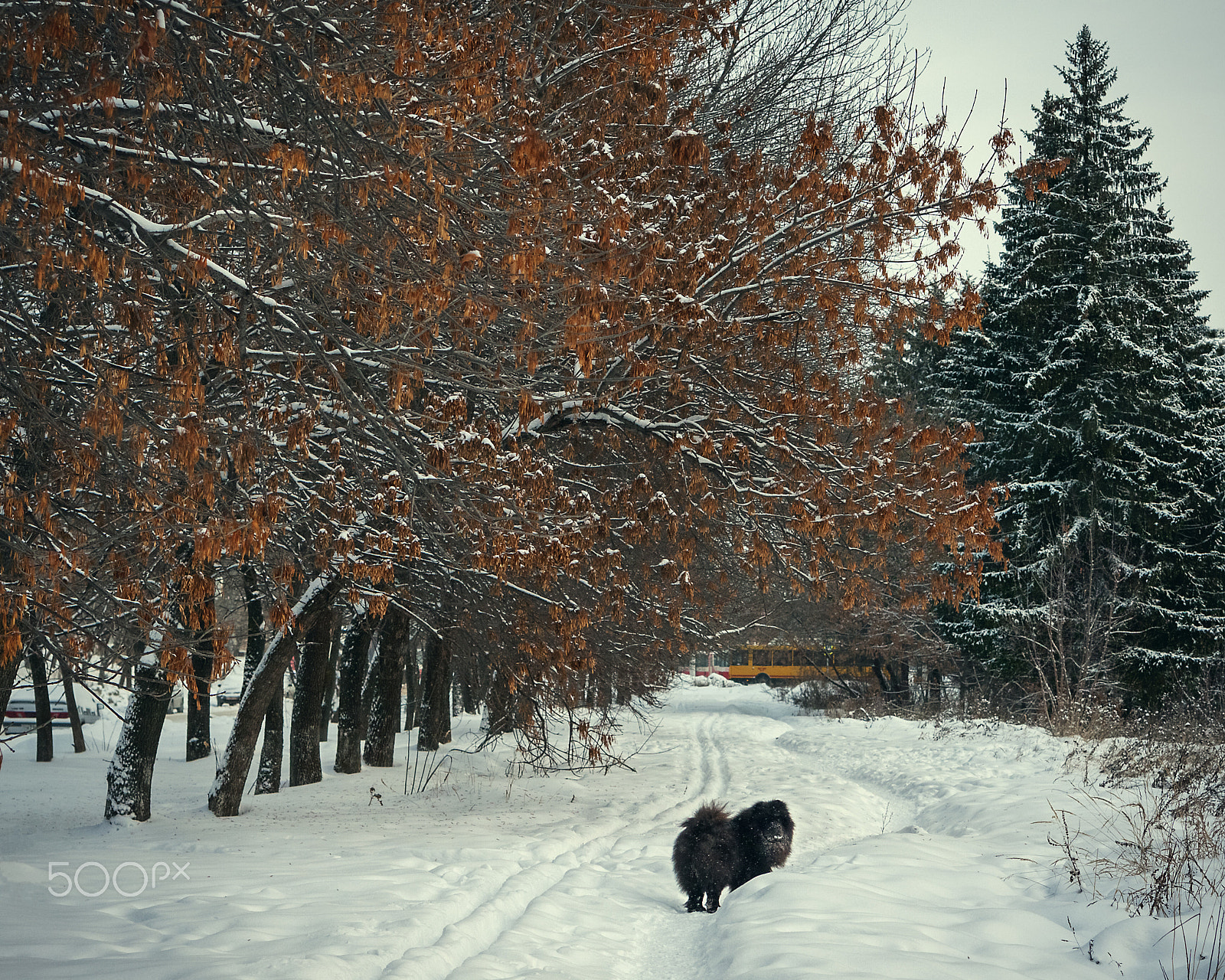 Canon EOS 50D sample photo. The last photo of kira photography