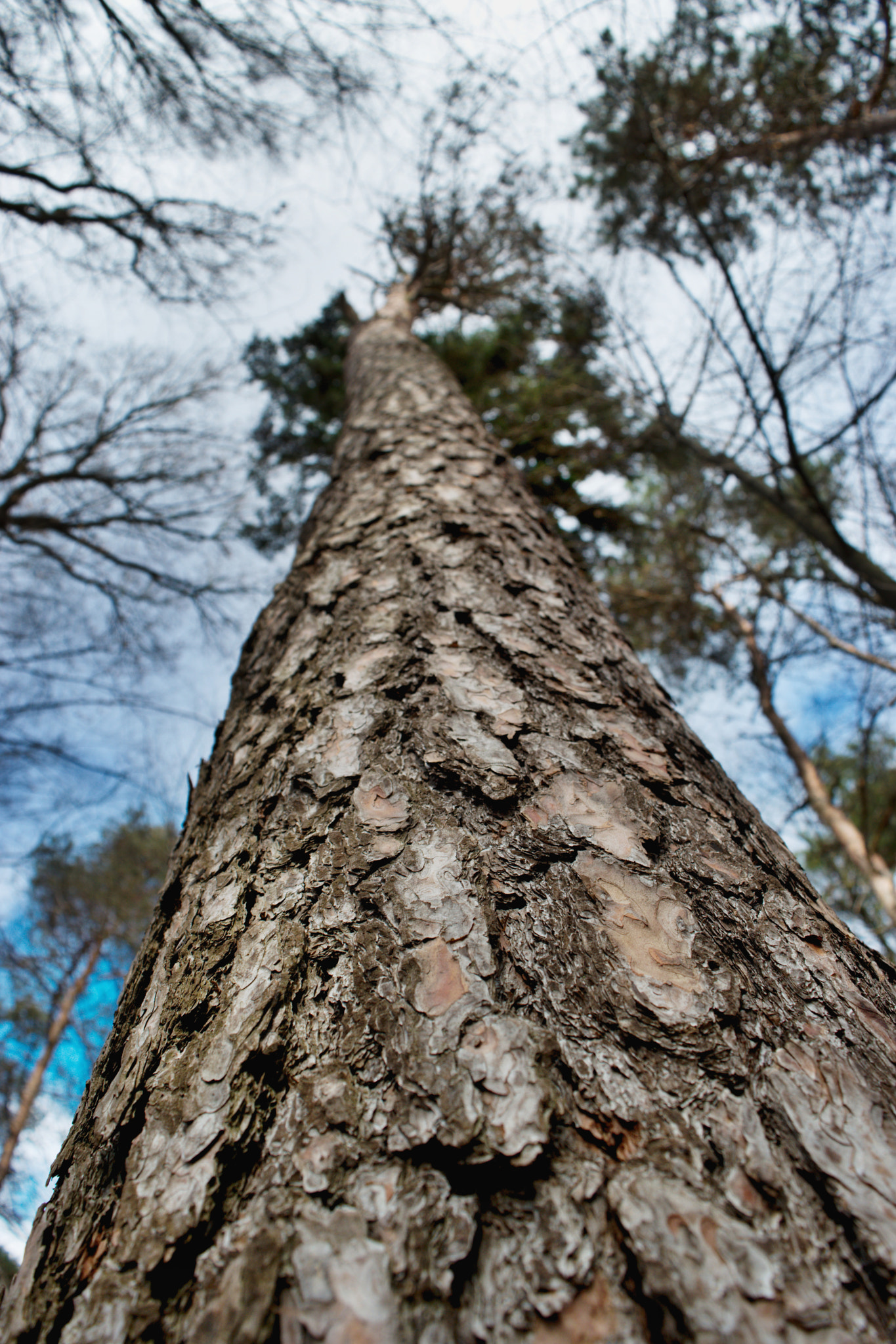 18.00 - 55.00 mm f/3.5 - 5.6 sample photo. Bark photography