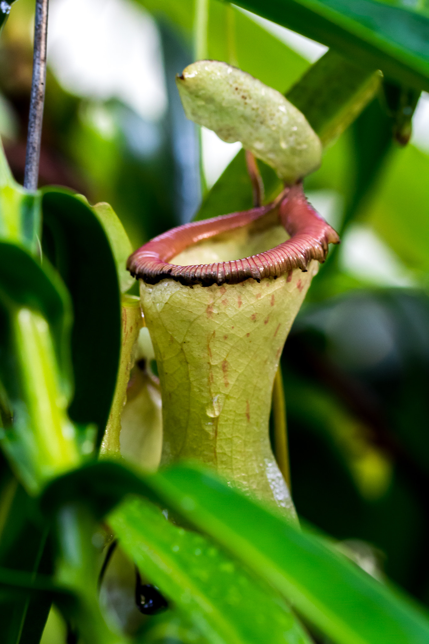 Canon EF 100mm F2.8L Macro IS USM sample photo. Nepenthes photography
