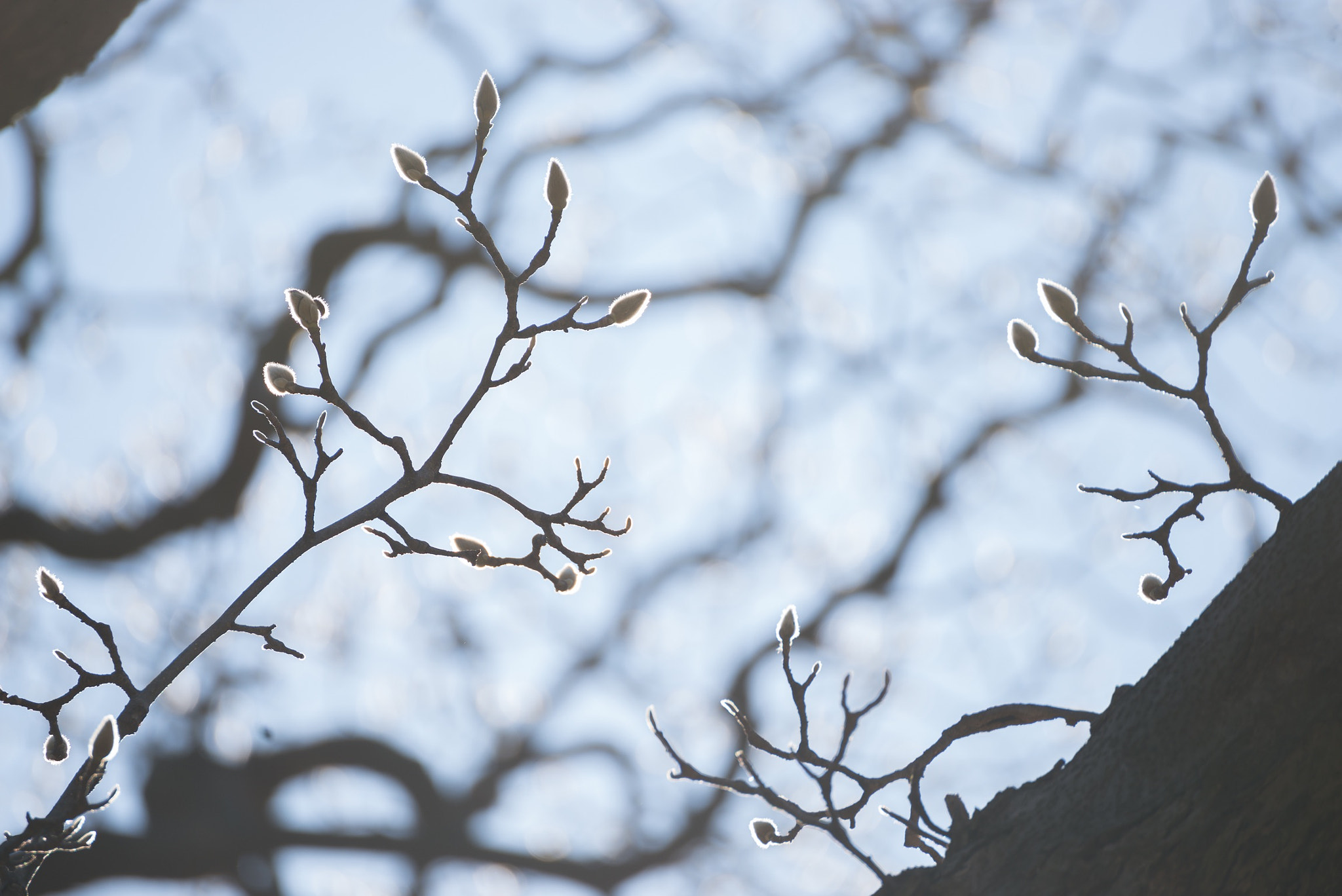Nikon D800 sample photo. Spring bud photography