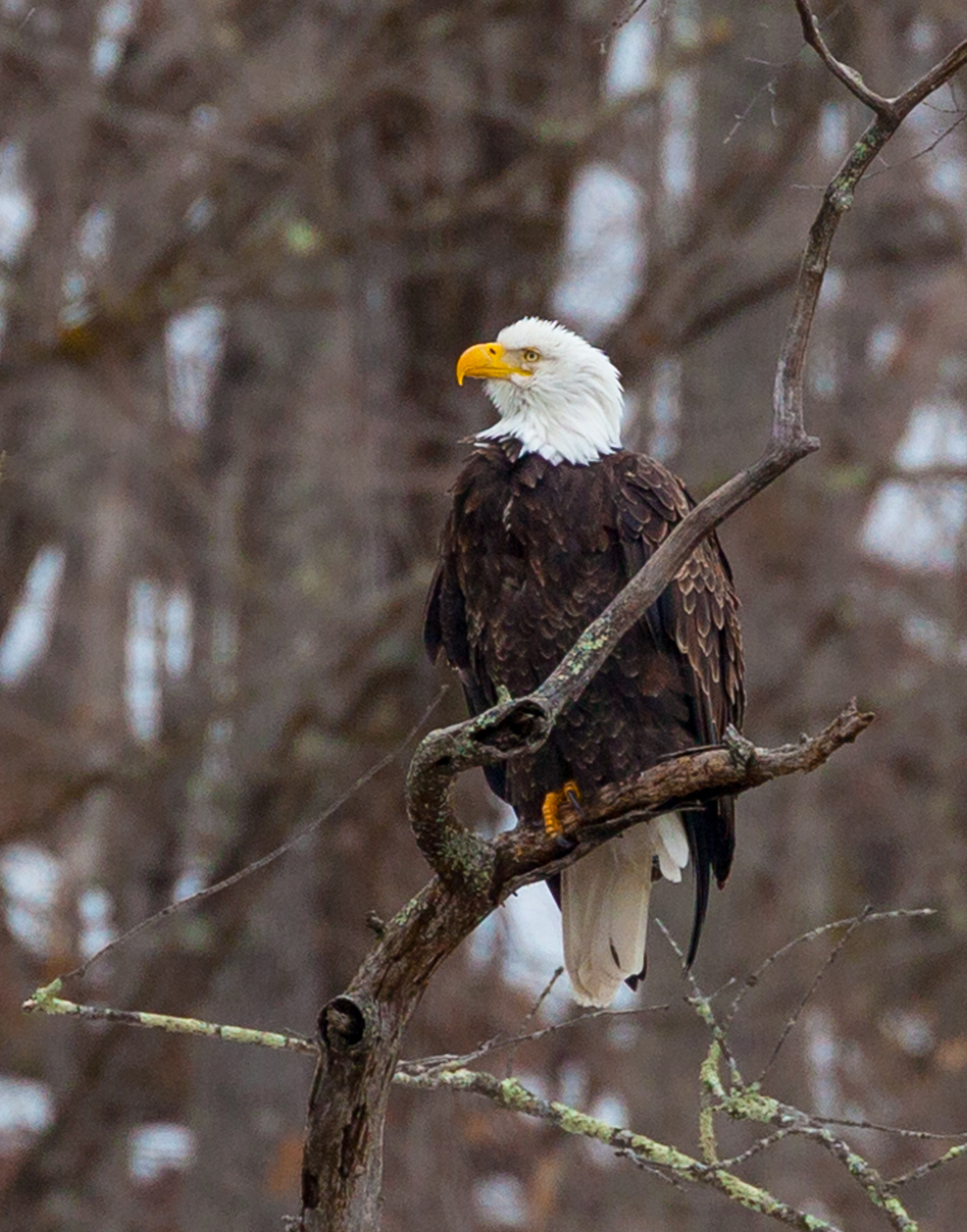 Canon EF 70-300mm F4-5.6L IS USM sample photo. An eagle's profile photography