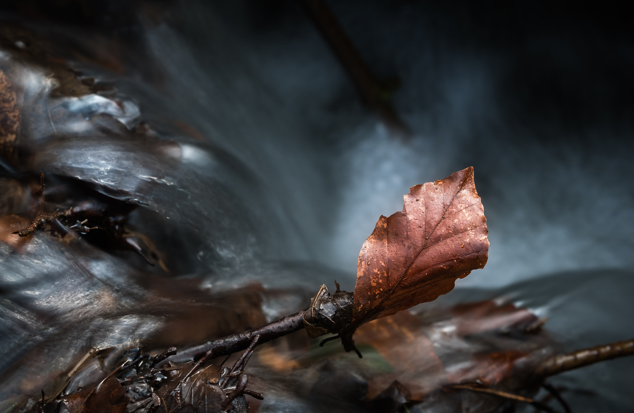 Fujifilm X-T2 sample photo. Leaf photography