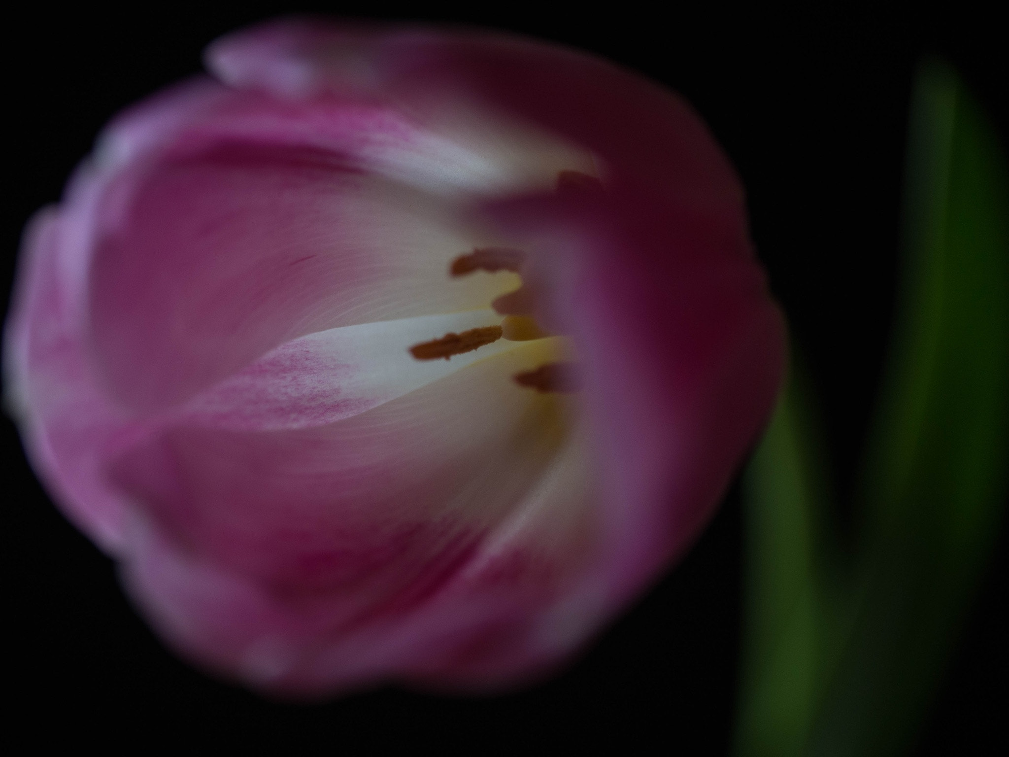 Panasonic Leica DG Macro-Elmarit 45mm F2.8 ASPH OIS sample photo