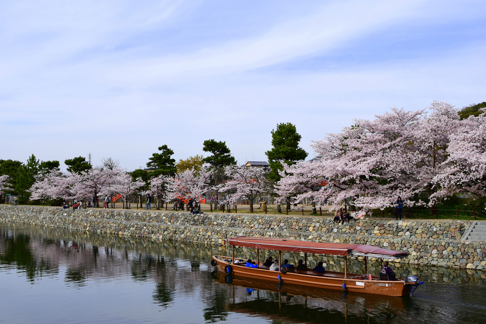 Nikon D5500 + Nikon AF-S Nikkor 28mm F1.8G sample photo. Sakura, uji, kyoto photography