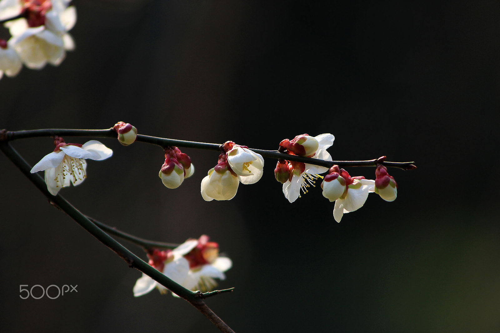 Canon EF 70-300mm F4-5.6 IS USM sample photo. Plum blossom photography