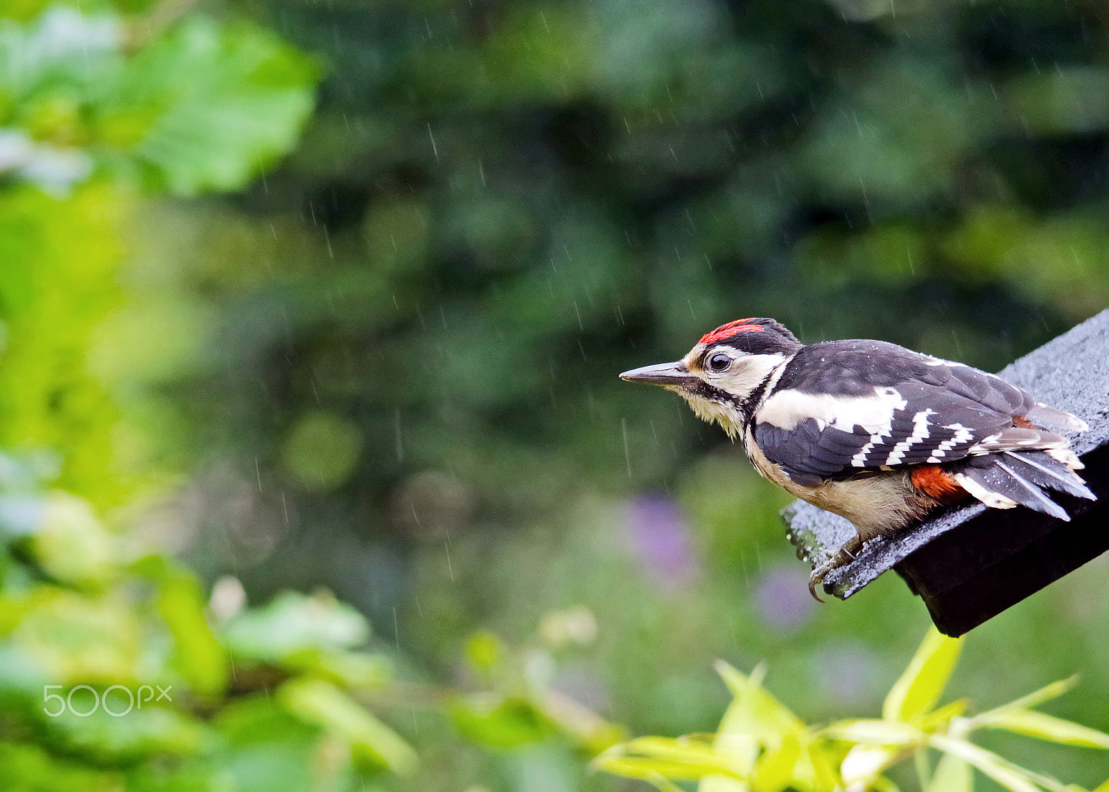 Canon EOS 7D Mark II sample photo. Here comes the rain again photography