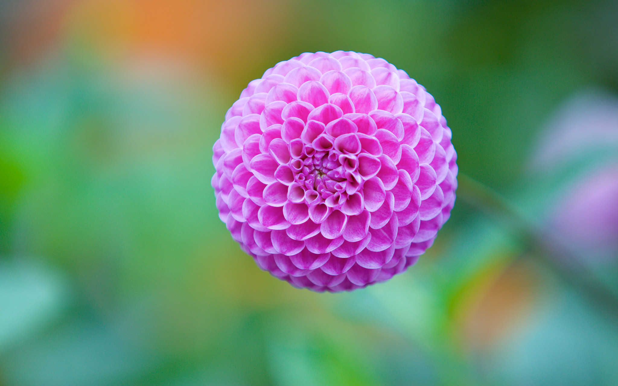 Canon EOS 50D sample photo. Perfection photography