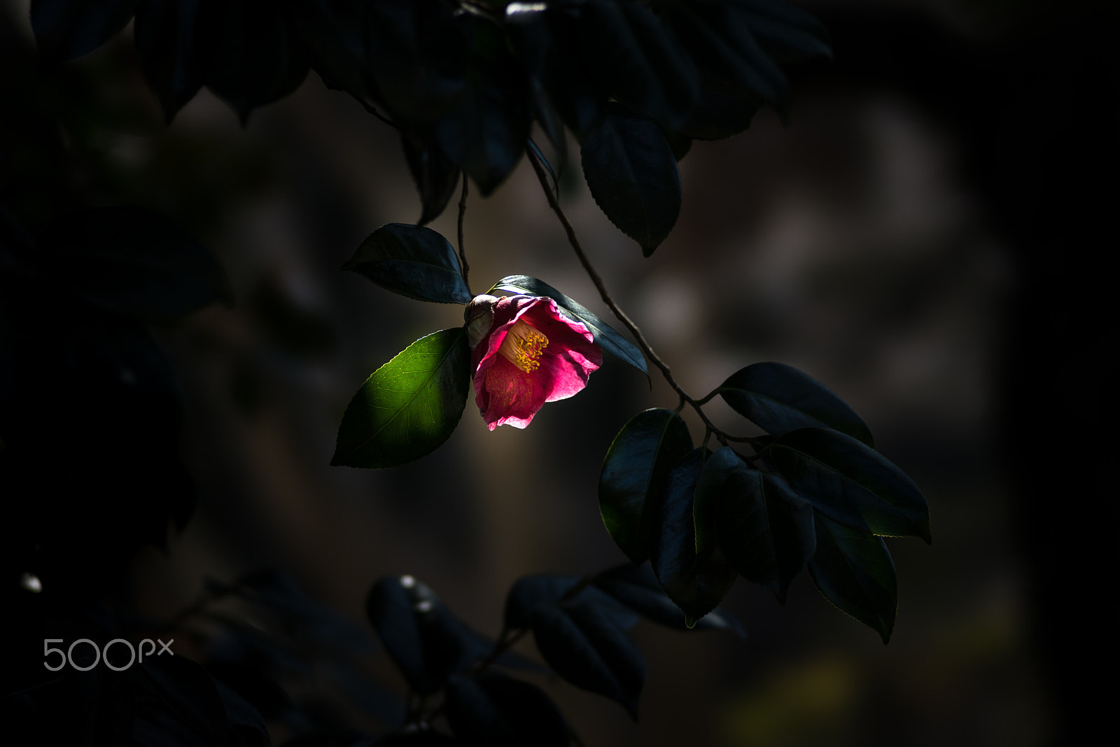 Sony 135mm F2.8 [T4.5] STF sample photo. Admiration photography