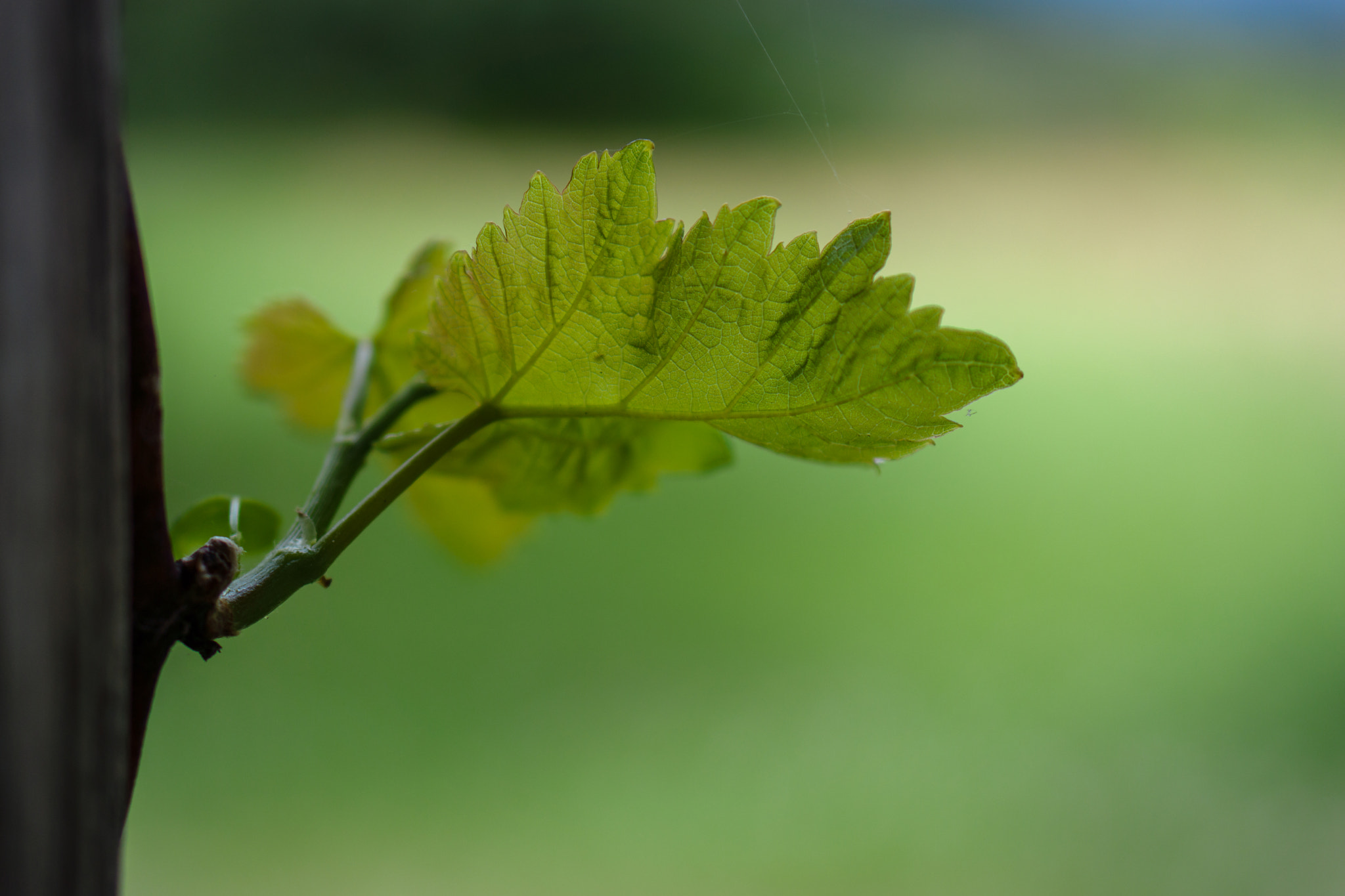 Sony Alpha NEX-7 sample photo. Green sprout photography