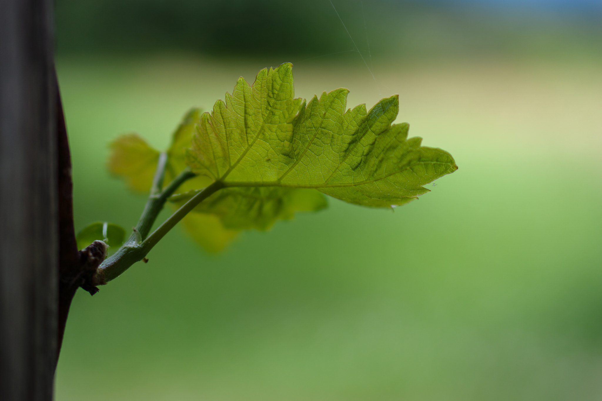 Sony Alpha NEX-7 + E 50mm F1.8 OSS sample photo. Green sprout photography