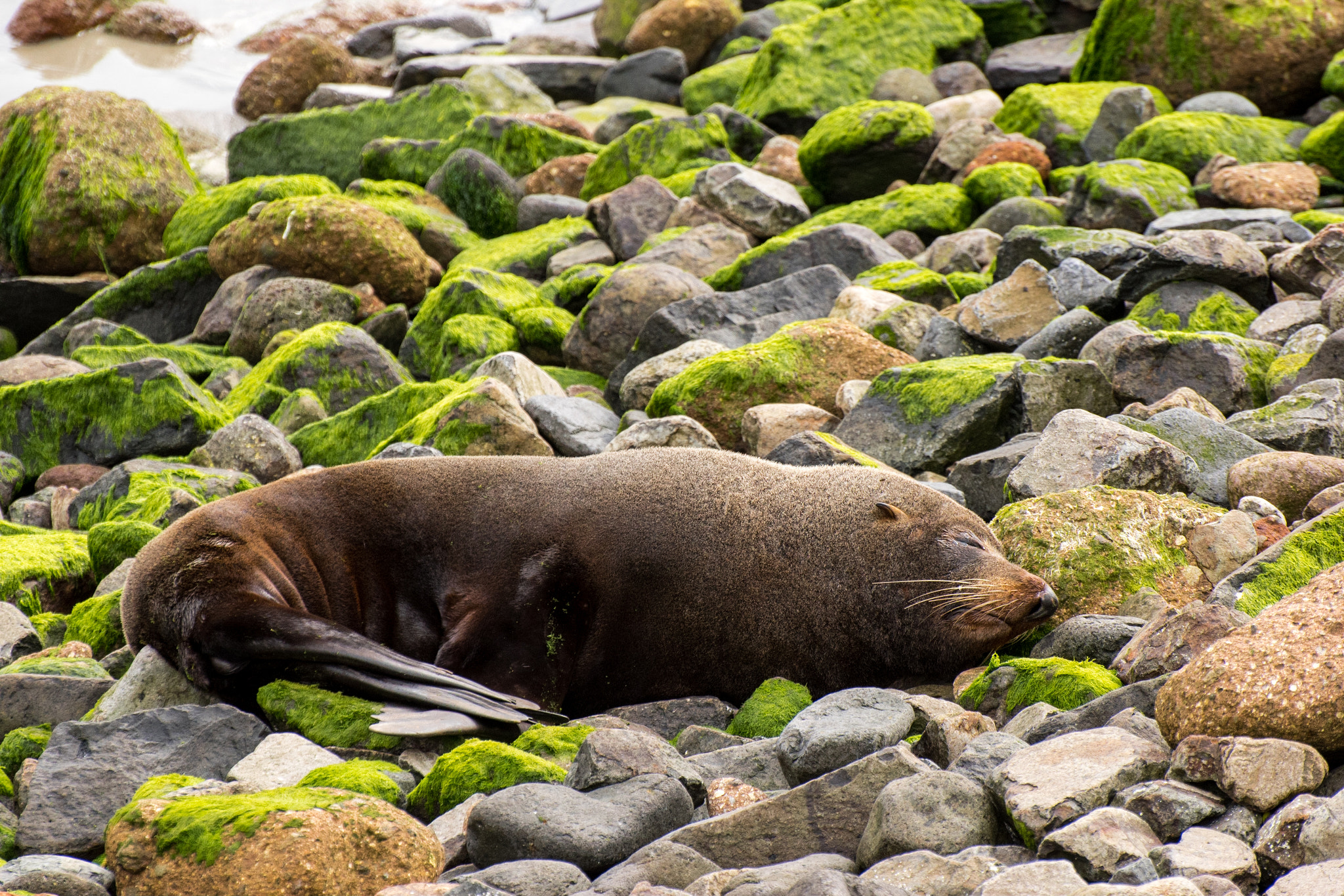 Nikon D5500 sample photo. Taking a nap photography