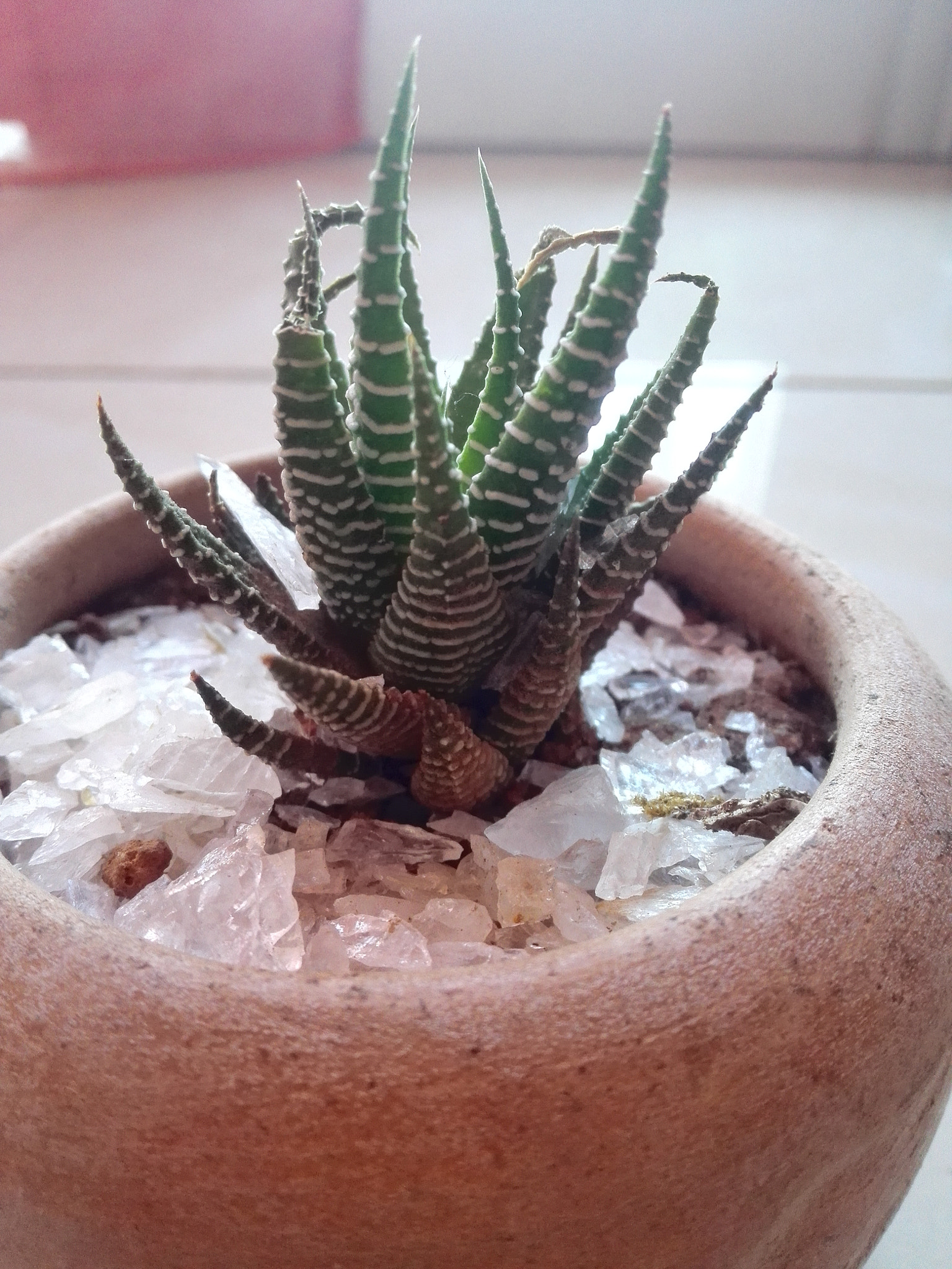 HUAWEI P7-L10 sample photo. Flower photography