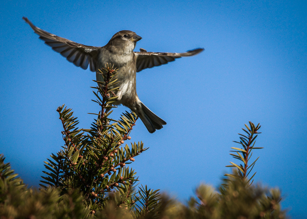 Sony a99 II + Sony 70-400mm F4-5.6 G SSM II sample photo. Take off photography