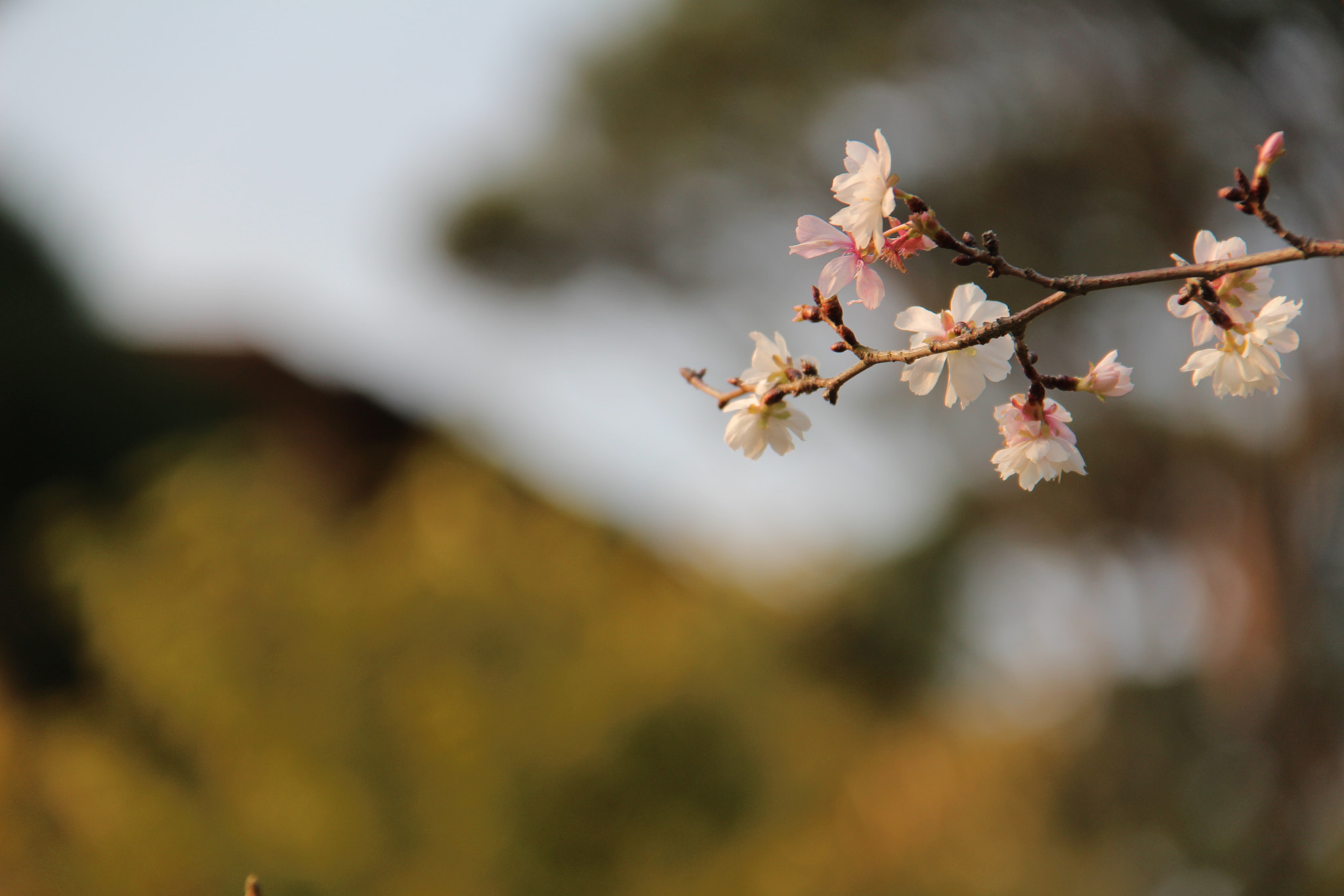 Canon EF-S 18-200mm F3.5-5.6 IS sample photo. 봄을기다리며``````` photography