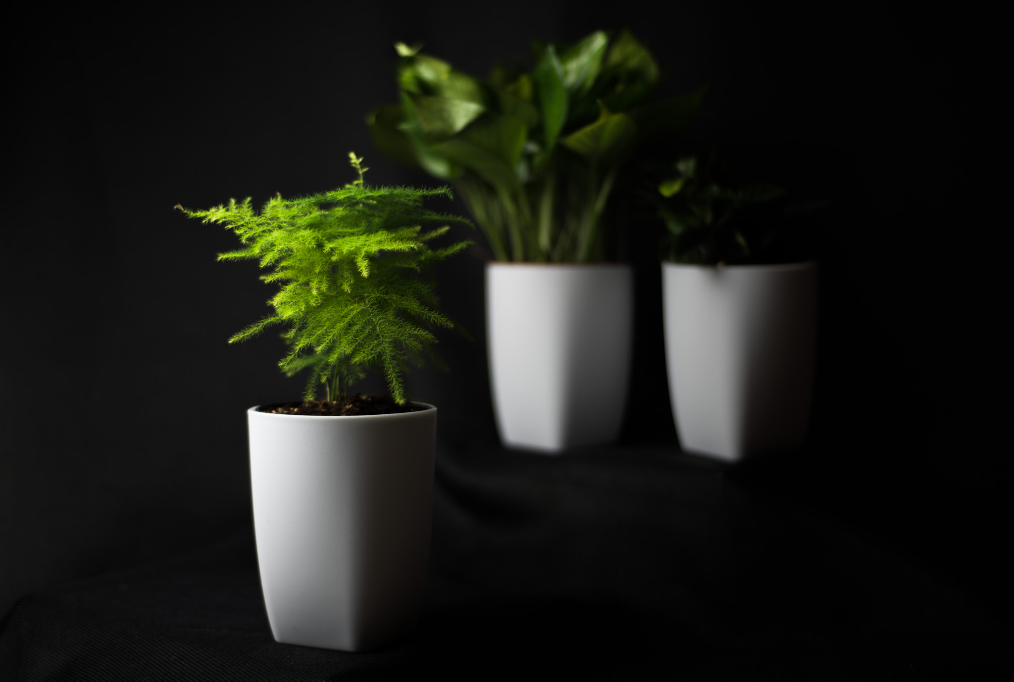 Nikon D810 + Nikon AF Nikkor 50mm F1.8D sample photo. Flower photography