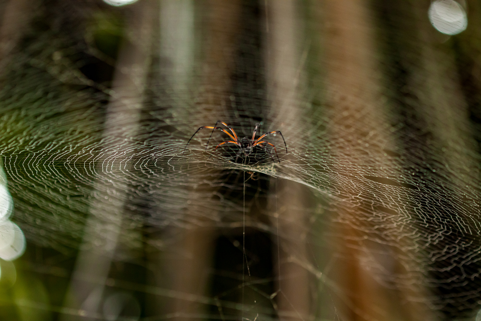 Canon EF 100mm F2.8 Macro USM sample photo. Surfing on the web photography
