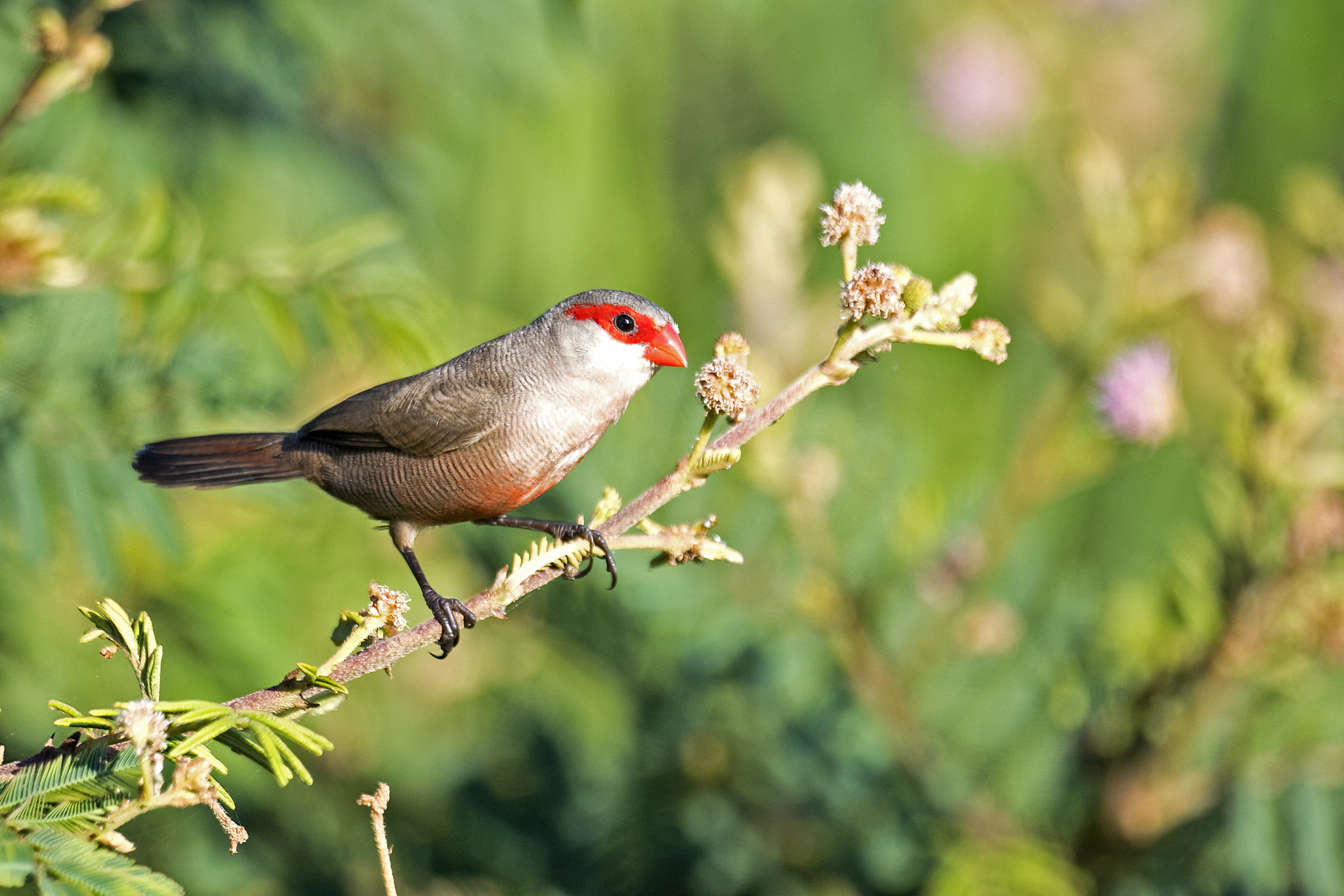 Nikon D5 + Nikon AF-S Nikkor 800mm F5.6E FL ED VR sample photo. Common waxbill photography