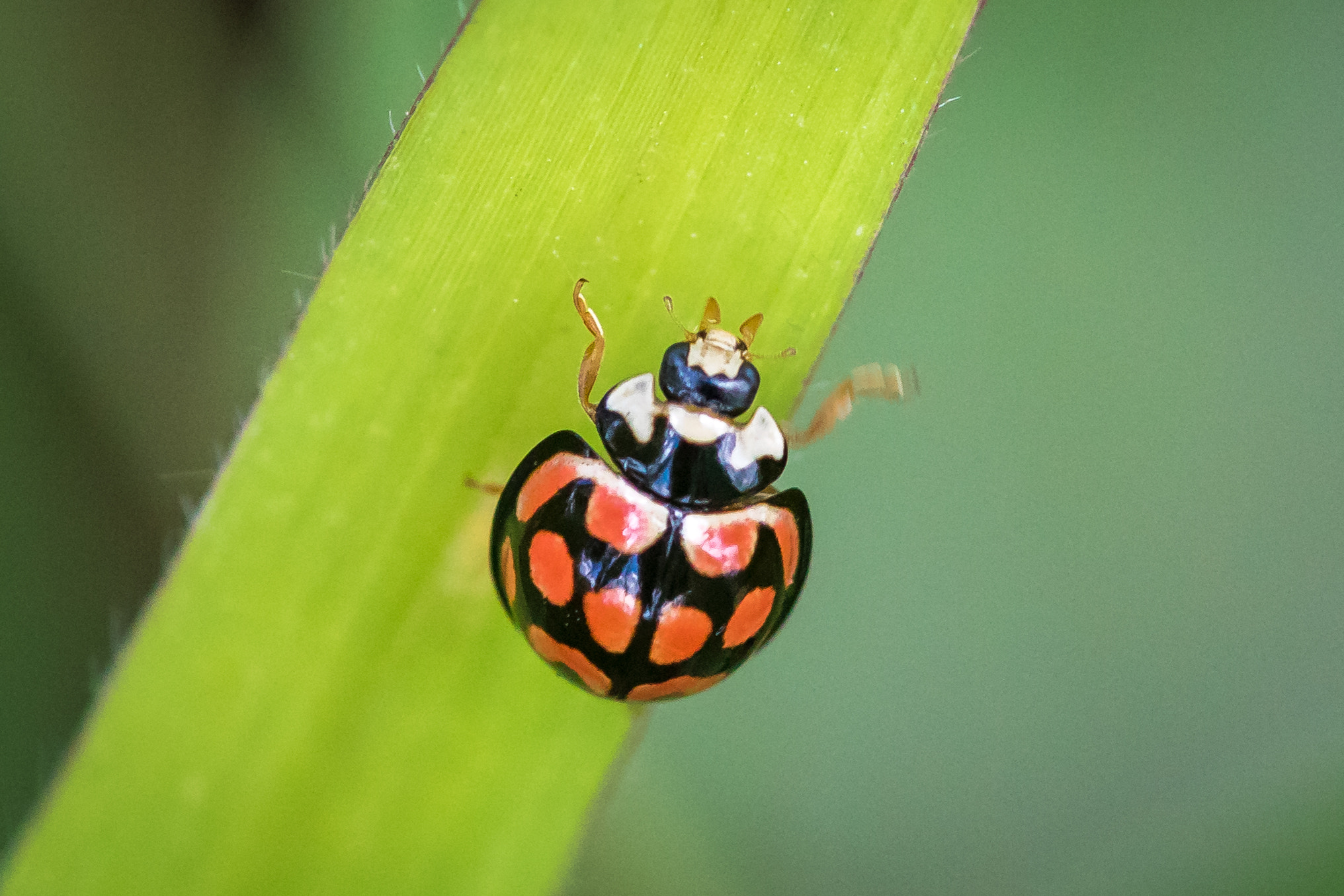 Canon EF 100mm F2.8 Macro USM sample photo. Waving photography