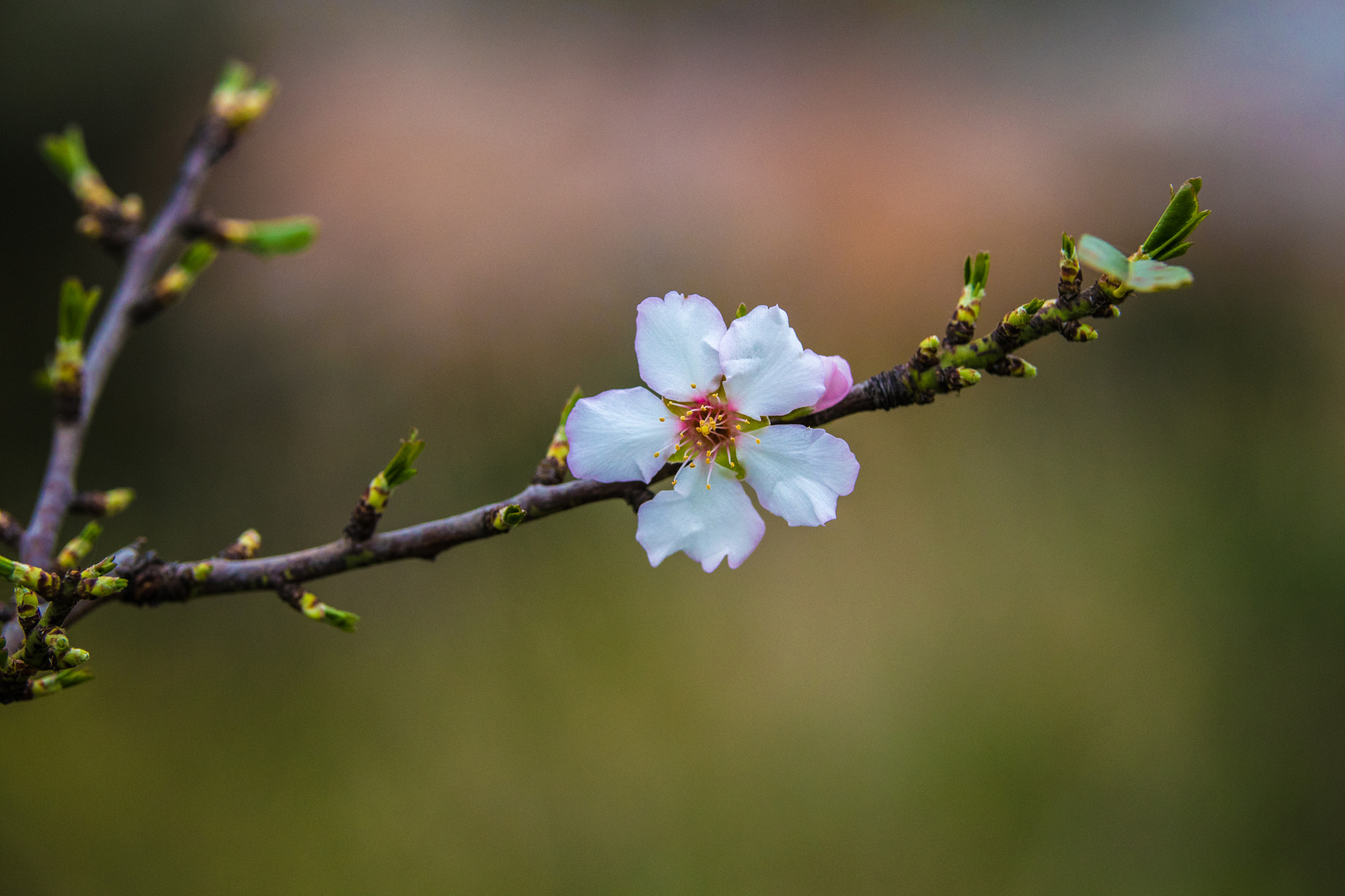 Canon EOS 80D + Sigma 50-100mm F1.8 DC HSM Art sample photo. Almond flower photography